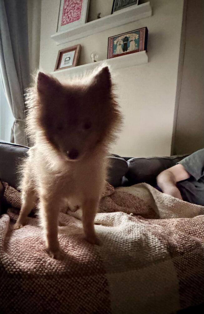 Porkchop, Adoptable, Adult Male Pomeranian.