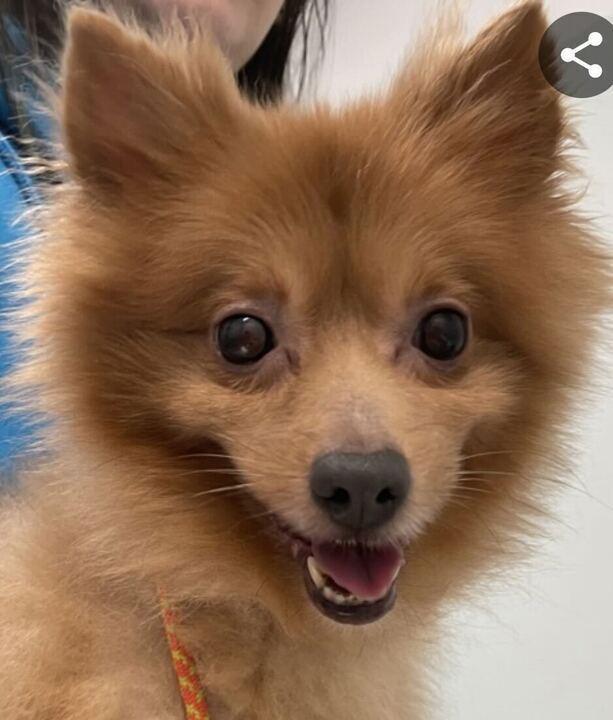 Enlarge Porkchop, a Adoptable mixed breed in New York, NY image 1/4