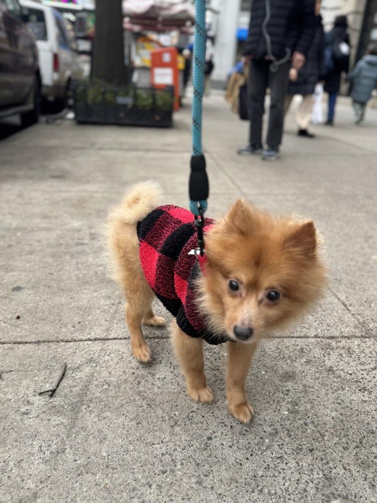 Enlarge Porkchop, a Adoptable mixed breed in New York, NY image 2/4