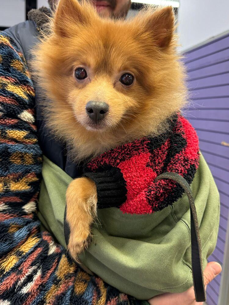 Enlarge Porkchop, a Adoptable mixed breed in New York, NY image 3/4