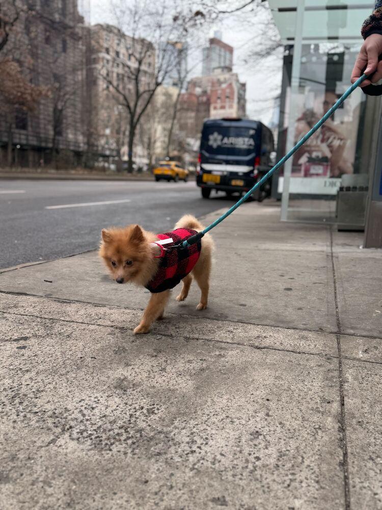 Enlarge Porkchop, a Adoptable mixed breed in New York, NY image 4/4