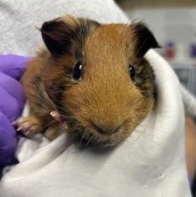 Tater Tot, Adopted, Adult Female Guinea Pig.
