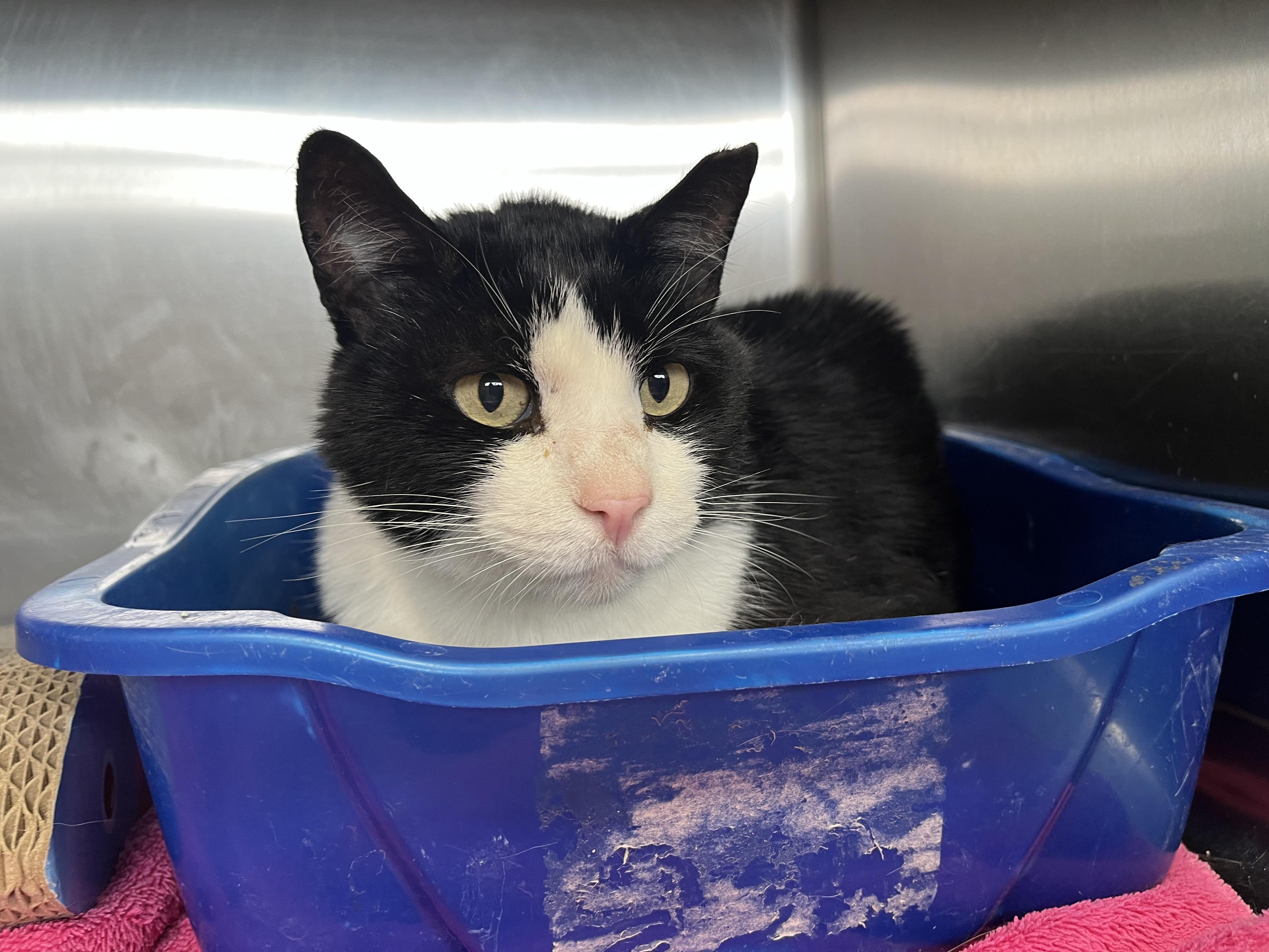 Big Daddy, ADOPTABLE, Senior Male Domestic Short Hair.