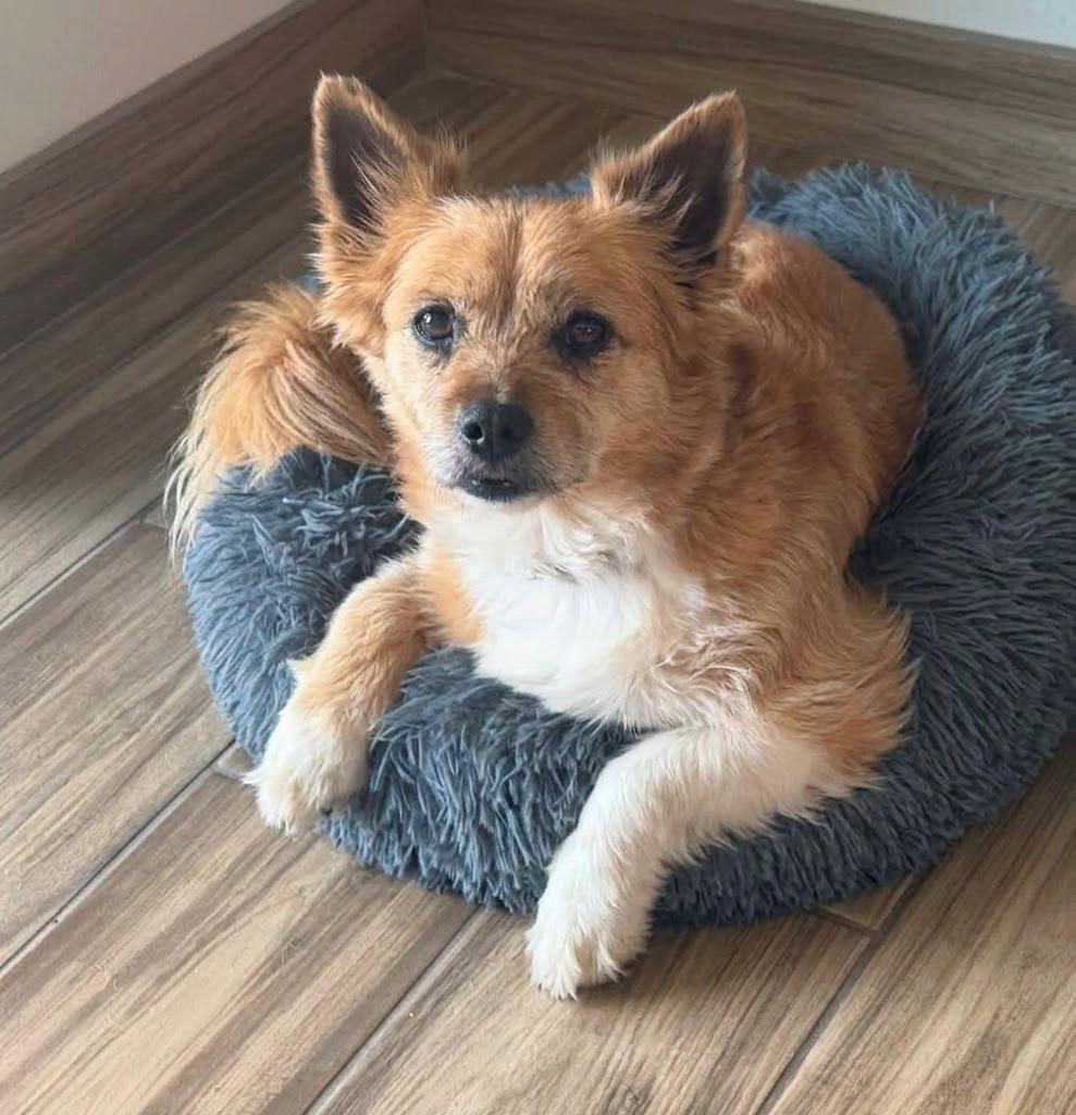 NICOLAS, adopted, Adult Male Norwich Terrier.