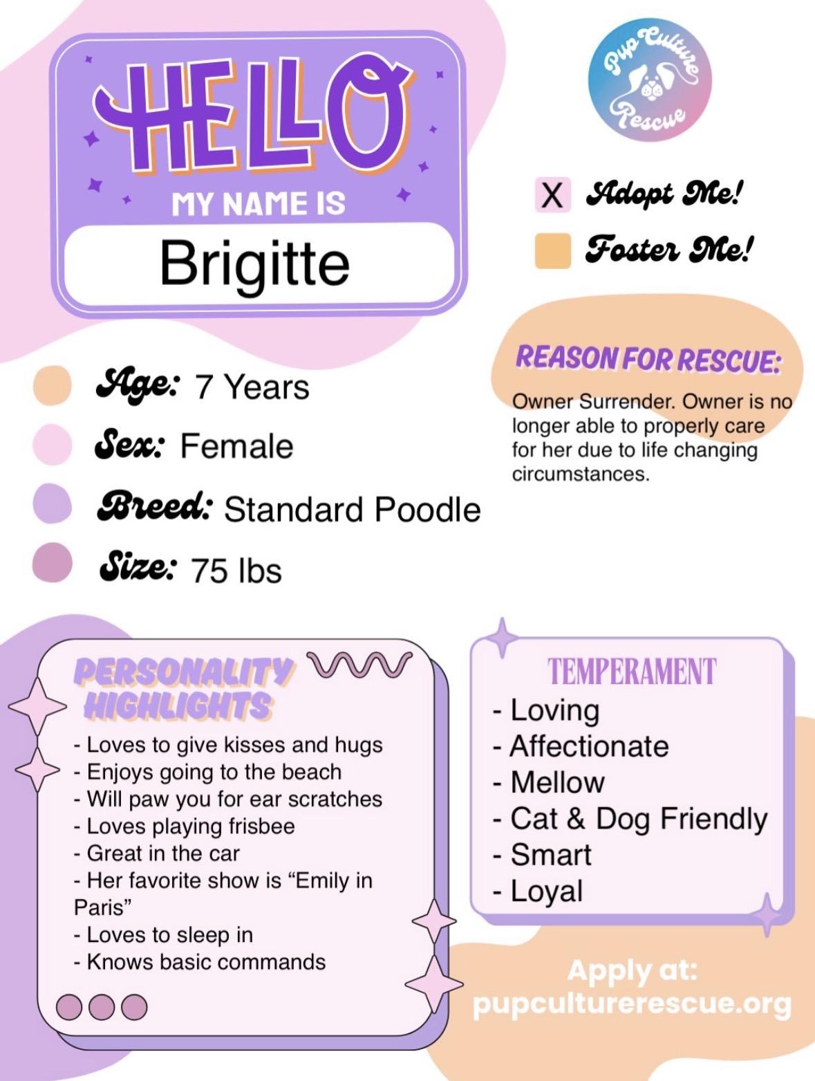 Enlarge Brigitte, a Adoptable Standard Poodle in Pasadena, CA image 2/6