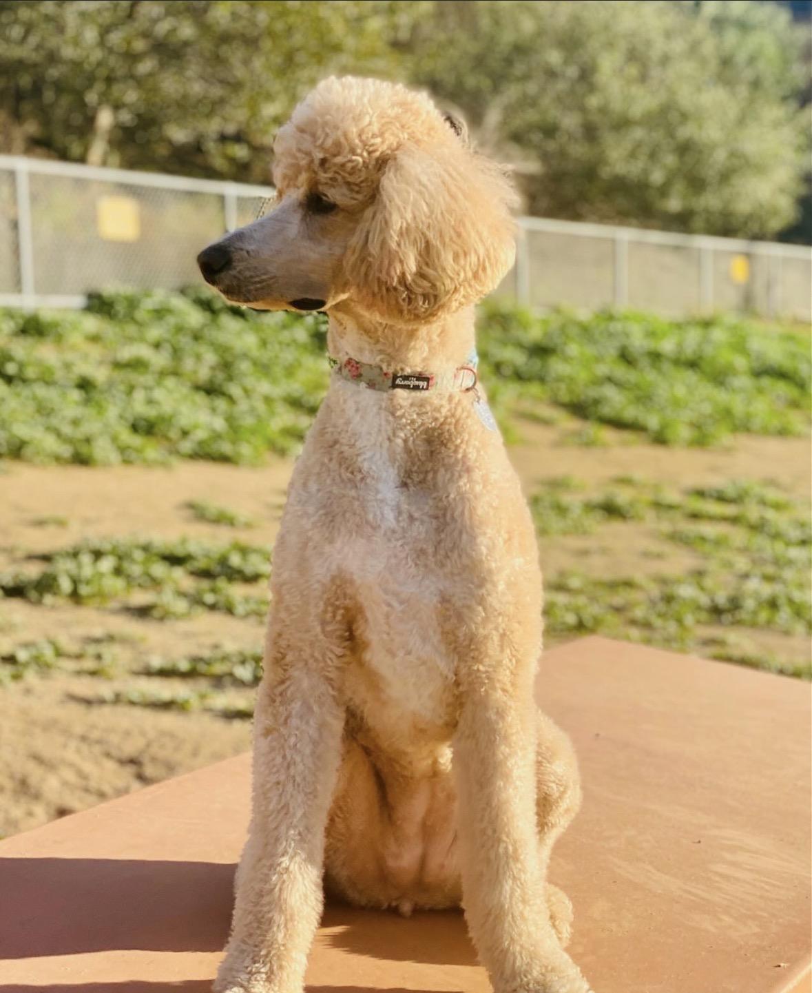 Enlarge Brigitte, a Adoptable Standard Poodle in Pasadena, CA image 1/6