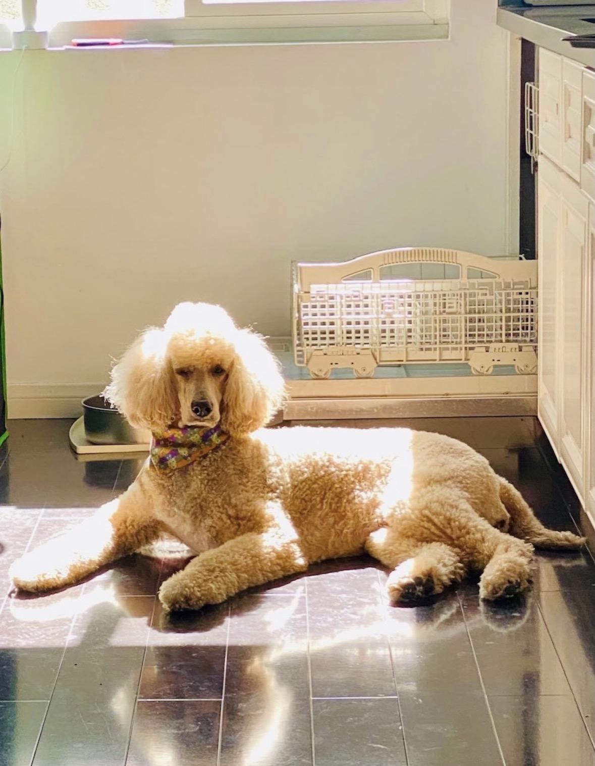 Enlarge Brigitte, a Adoptable Standard Poodle in Pasadena, CA image 6/6
