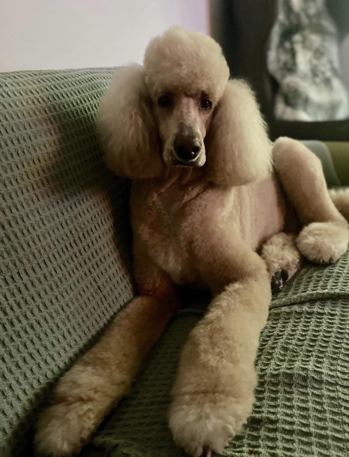 Enlarge Brigitte, a Adoptable Standard Poodle in Pasadena, CA image 5/6