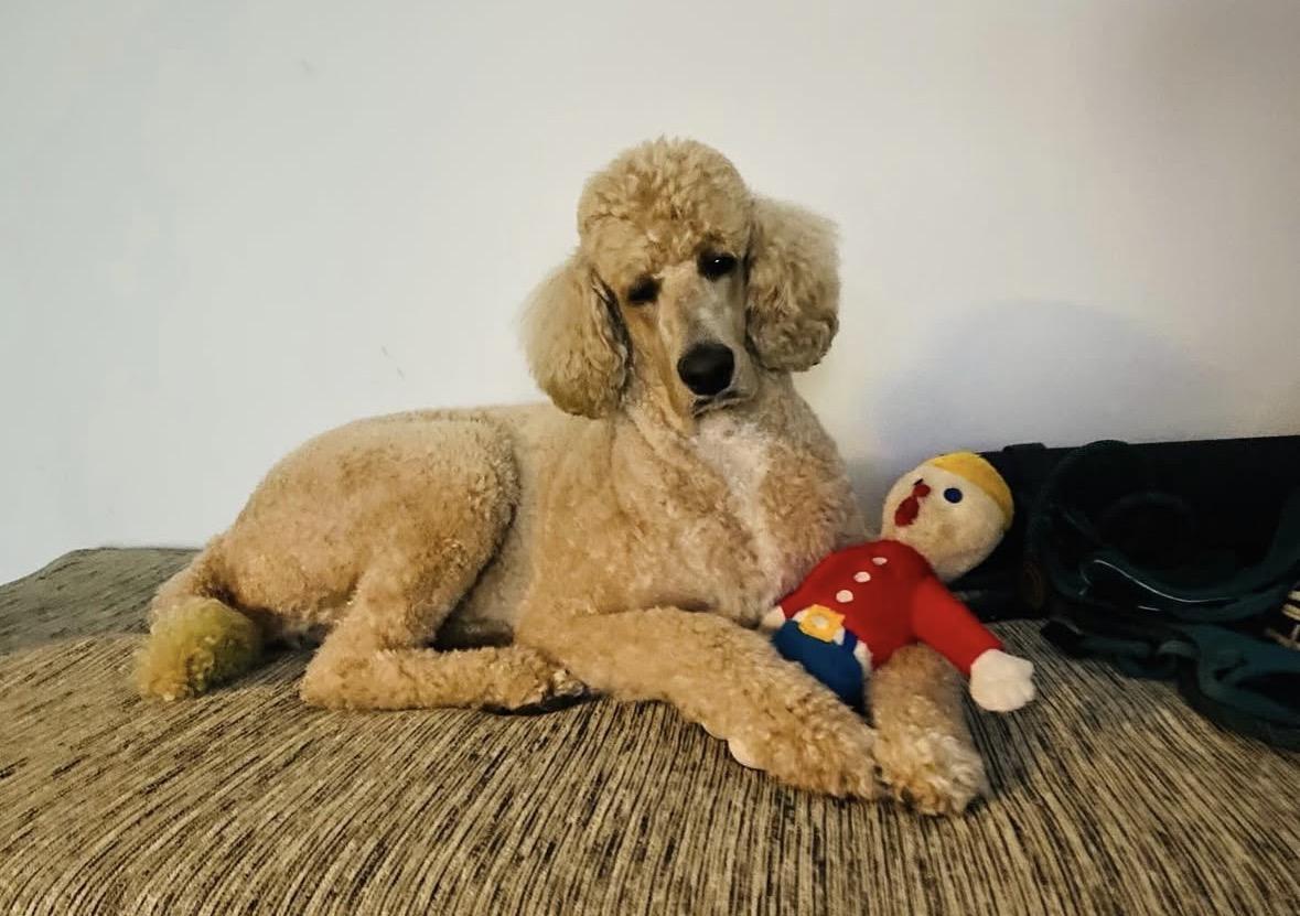 Enlarge Brigitte, a Adoptable Standard Poodle in Pasadena, CA image 4/6