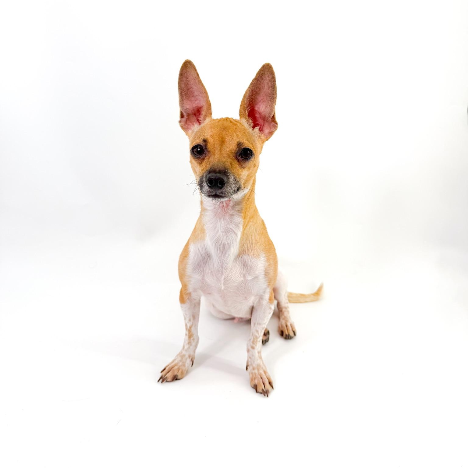 Enlarge Spice, a ADOPTABLE mixed breed in Scottsdale, AZ image 1/5