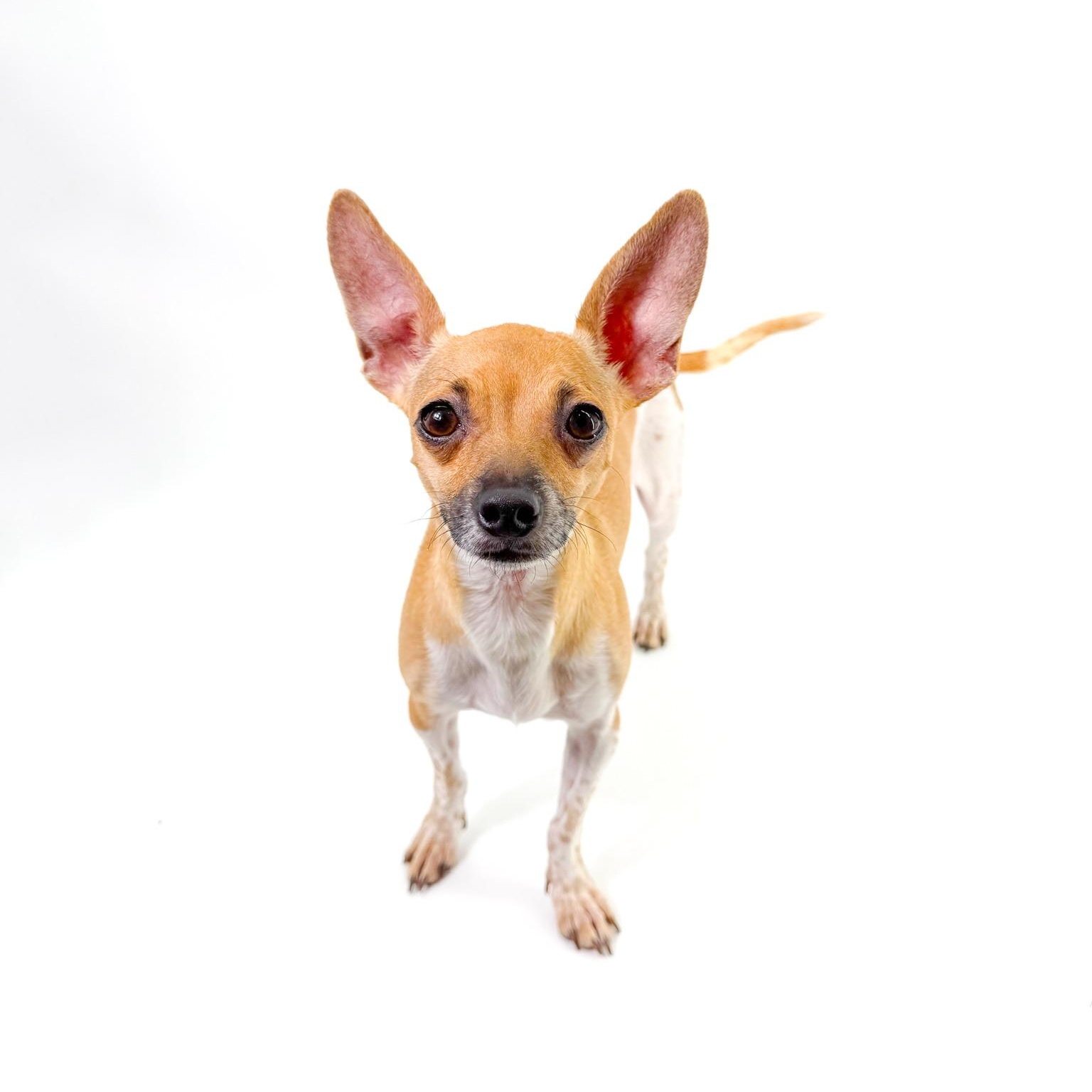 Enlarge Spice, a ADOPTABLE mixed breed in Scottsdale, AZ image 2/5
