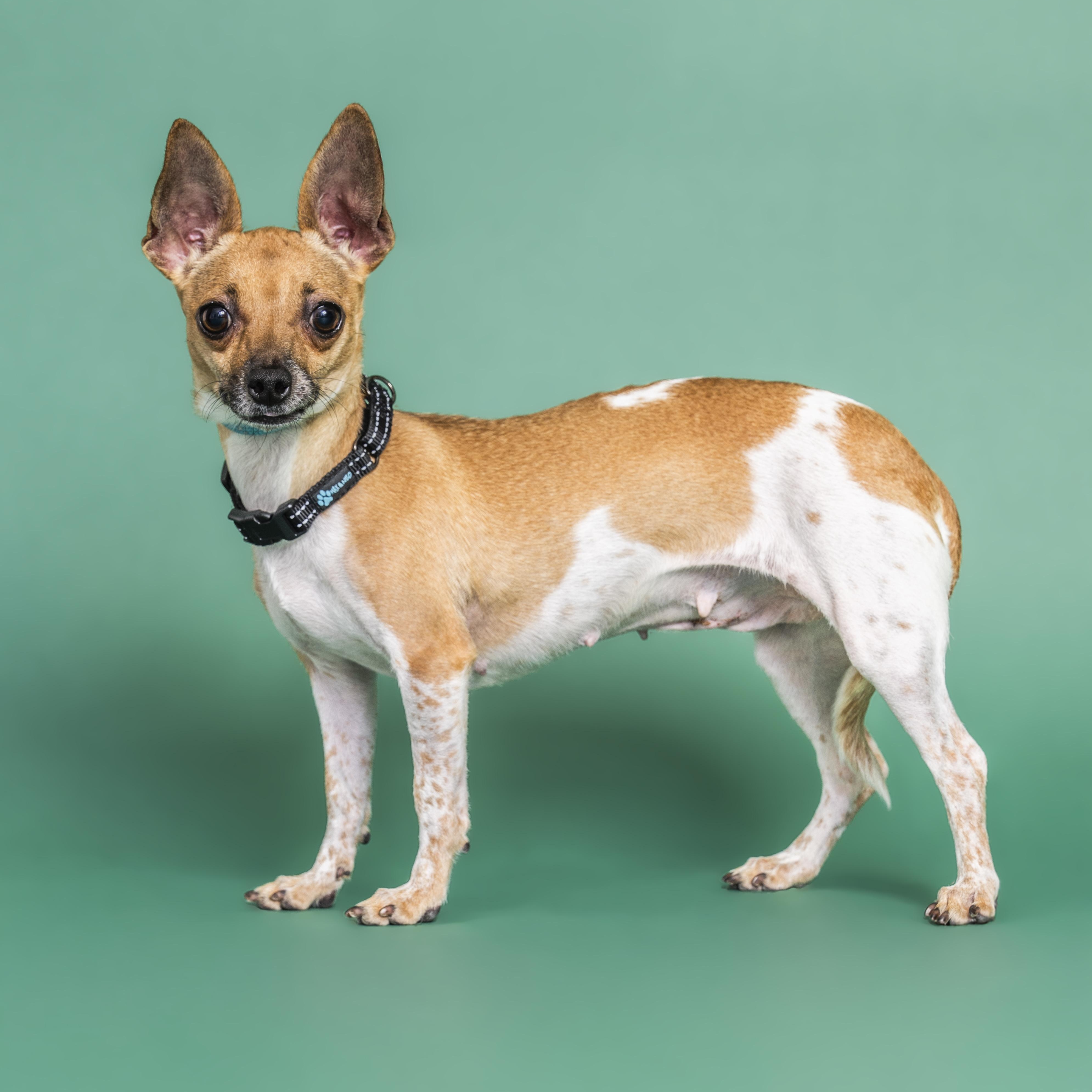 Enlarge Spice, a ADOPTABLE mixed breed in Scottsdale, AZ image 3/5
