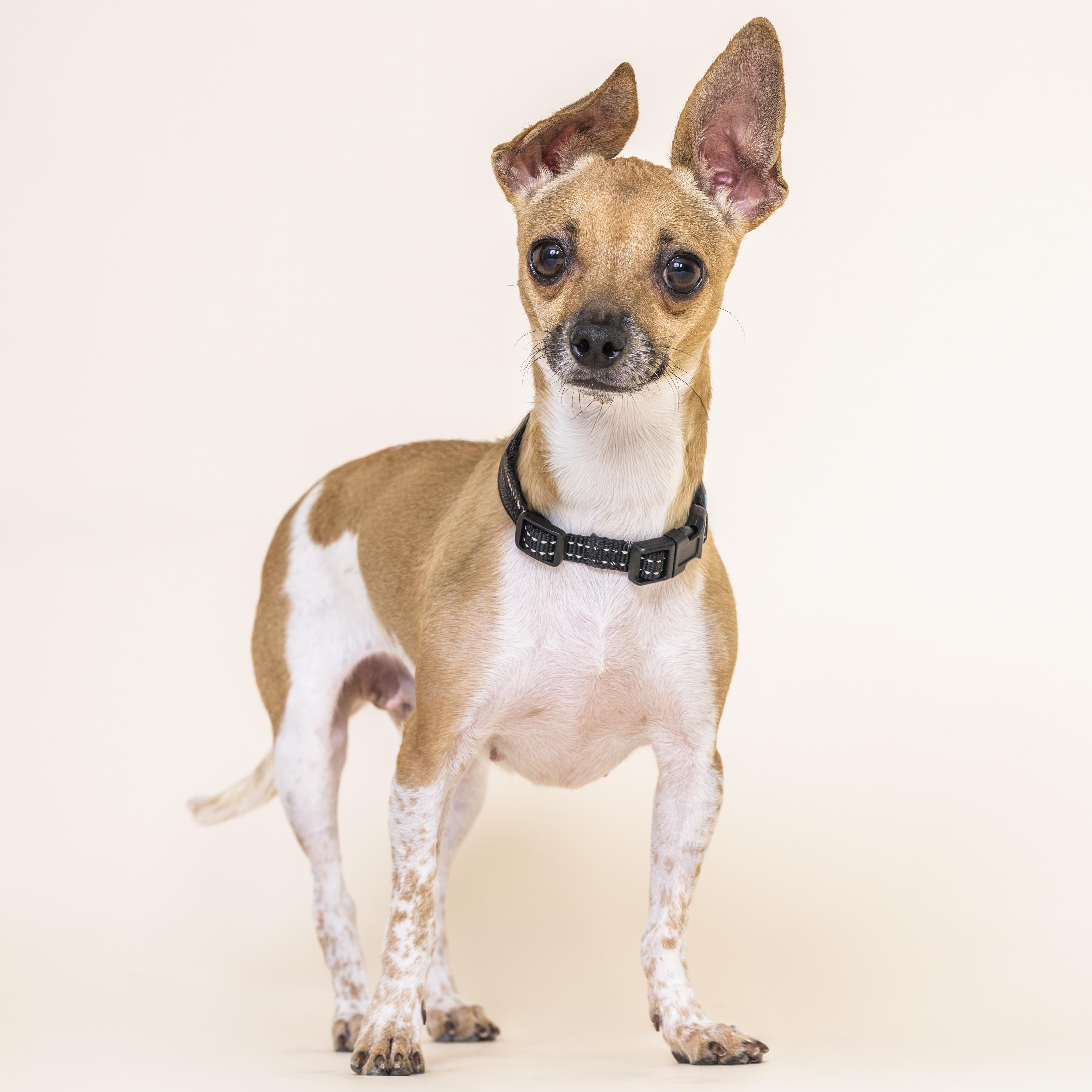 Enlarge Spice, a ADOPTABLE mixed breed in Scottsdale, AZ image 4/5