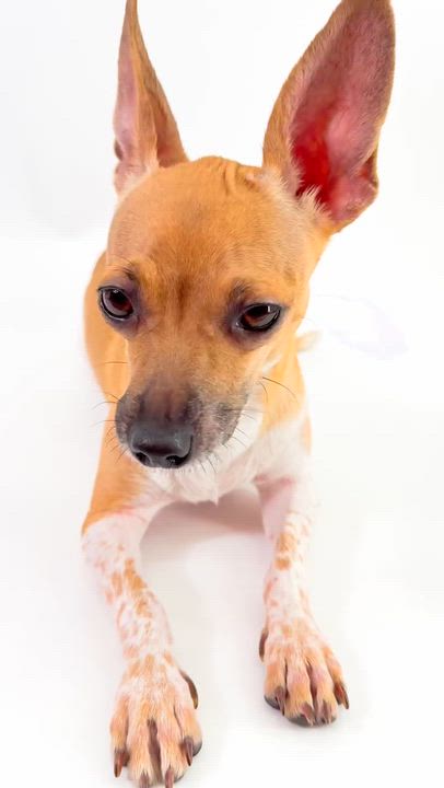 Enlarge Spice, a ADOPTABLE mixed breed in Scottsdale, AZ video 5/5