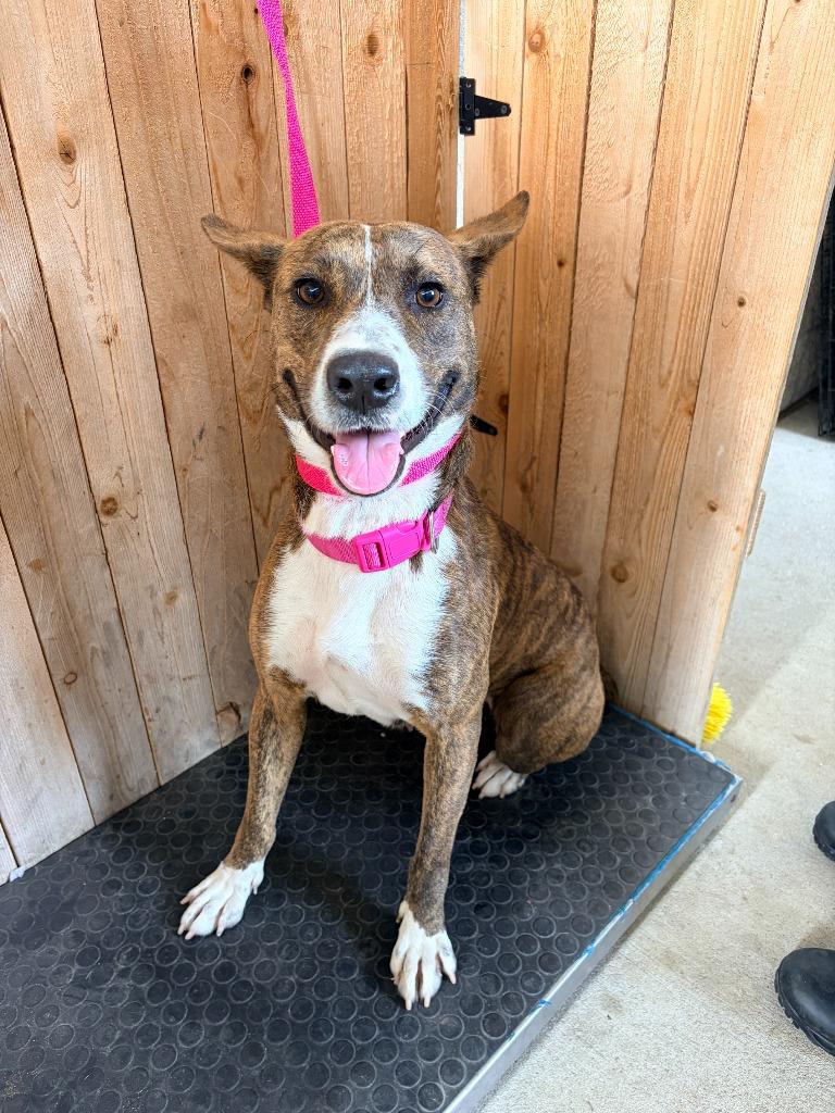 Sade, Adoptable, Adult Female Basenji & Mixed Breed.