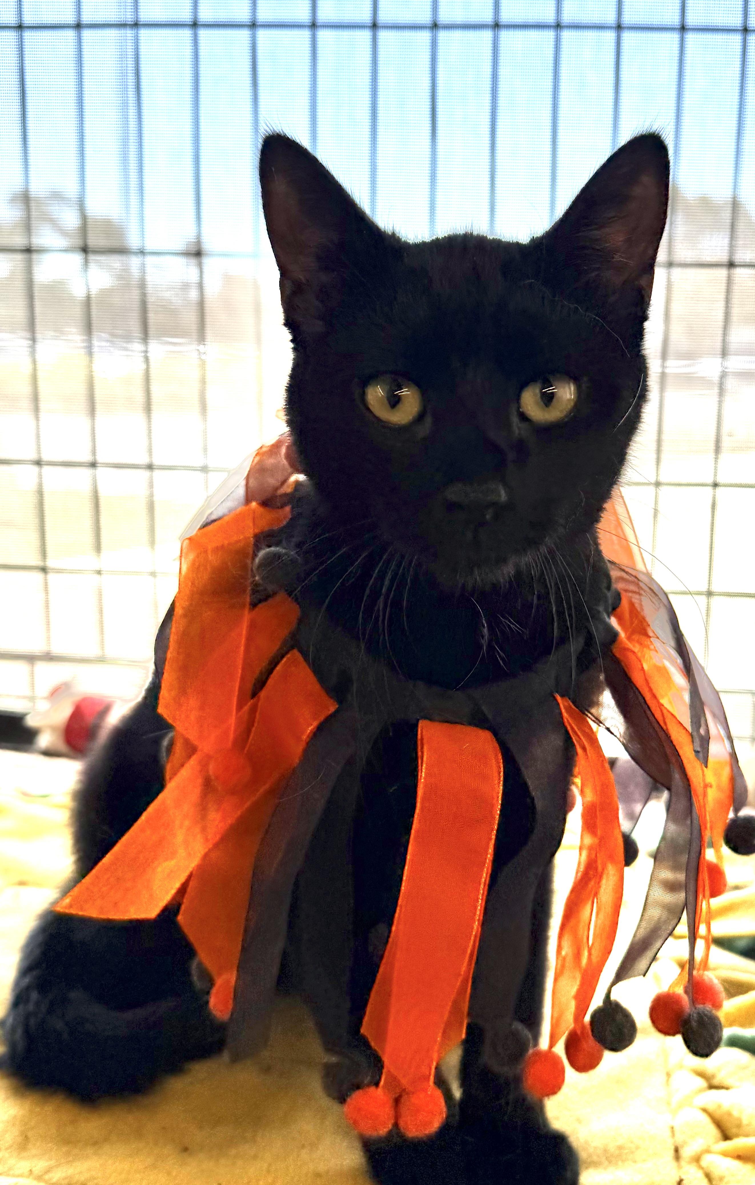 Enlarge Atreju, a Adopted Domestic Short Hair in Vallejo, CA image 1/1