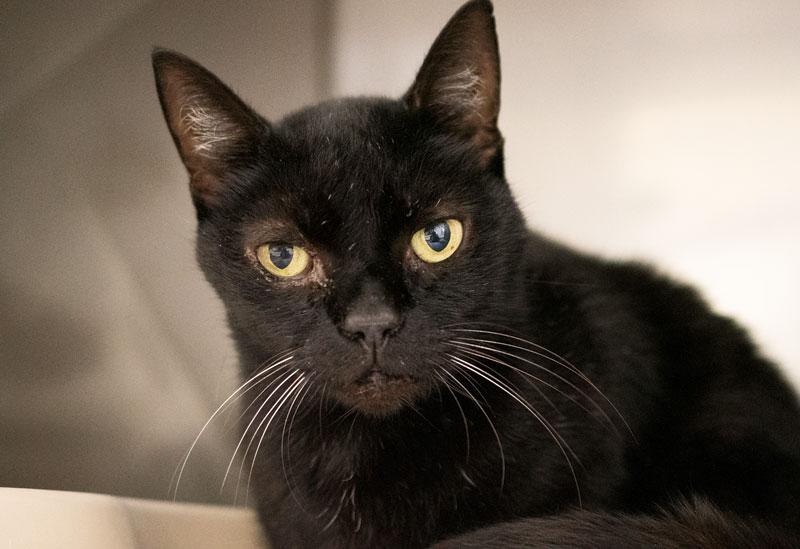 Vincent, ADOPTABLE, Senior Male Domestic Short Hair.