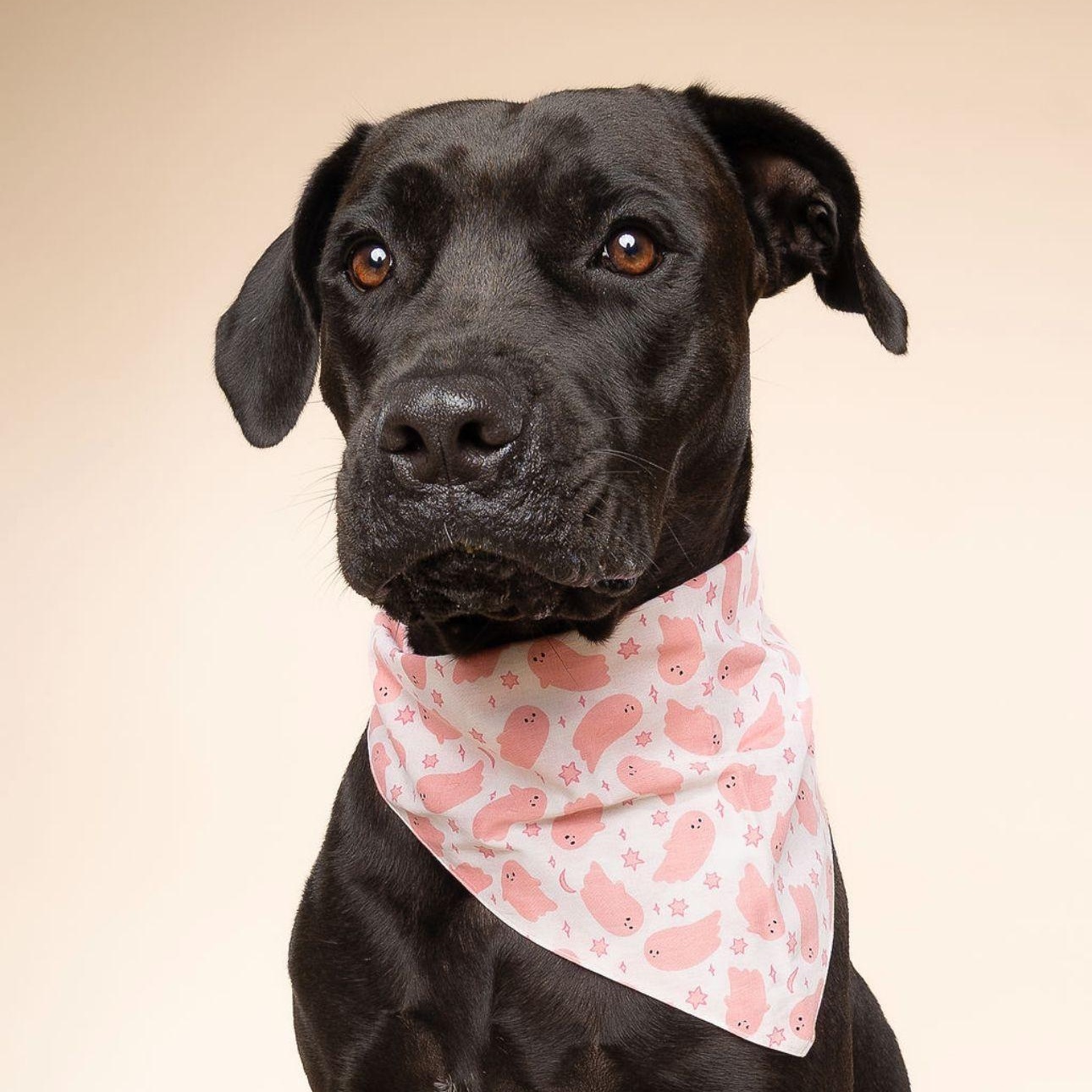 Enlarge Ash, an adoptable mixed breed in Orlando, FL image 1/6