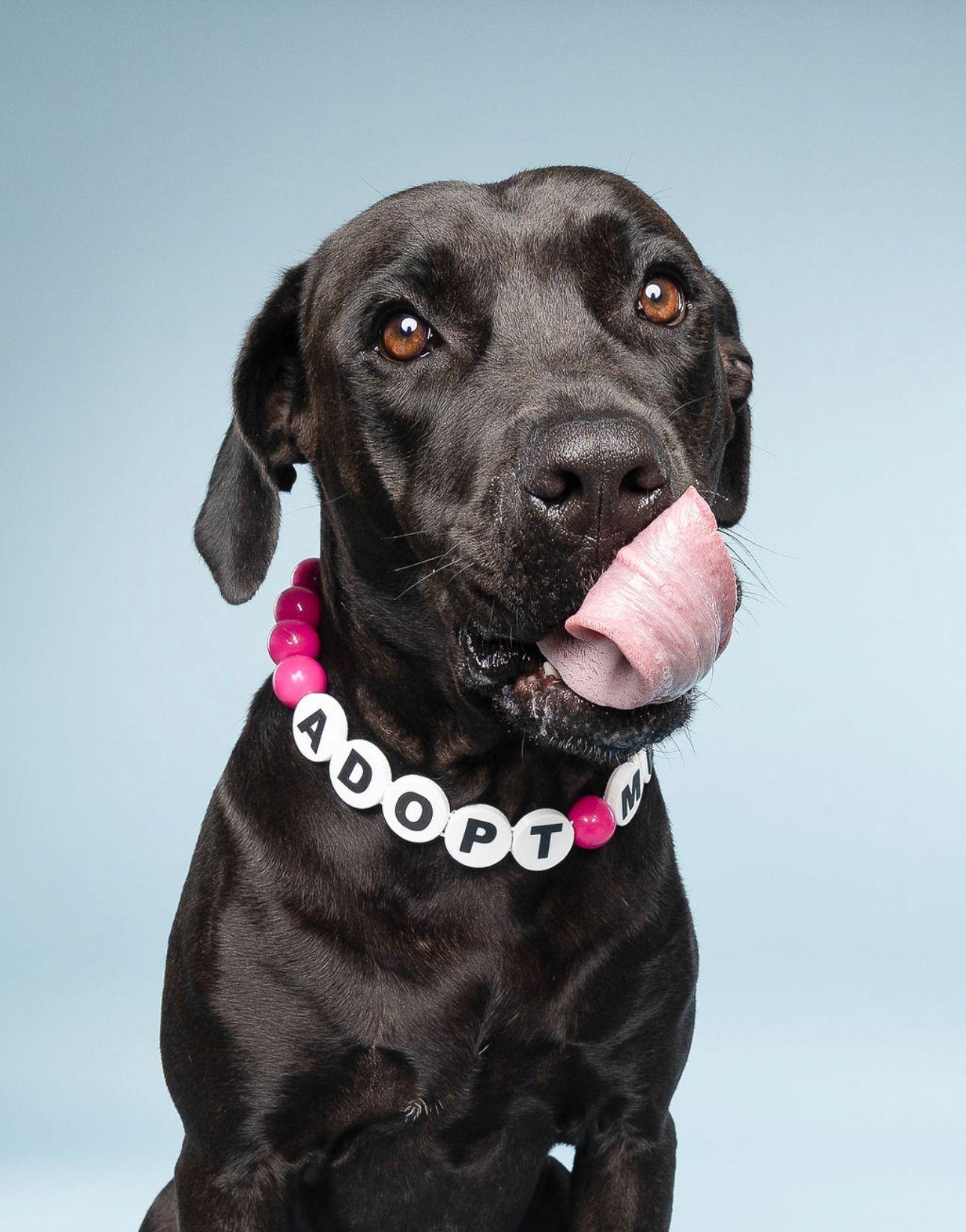 Enlarge Ash, an adoptable mixed breed in Orlando, FL image 6/6