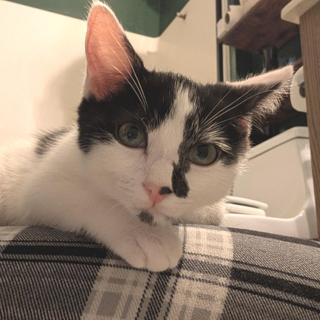 Binx, Adoptable, Young Female Domestic Medium Hair.