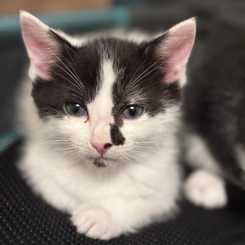 Enlarge Binx, a Adoptable Domestic Medium Hair in Garden Grove, CA image 2/4