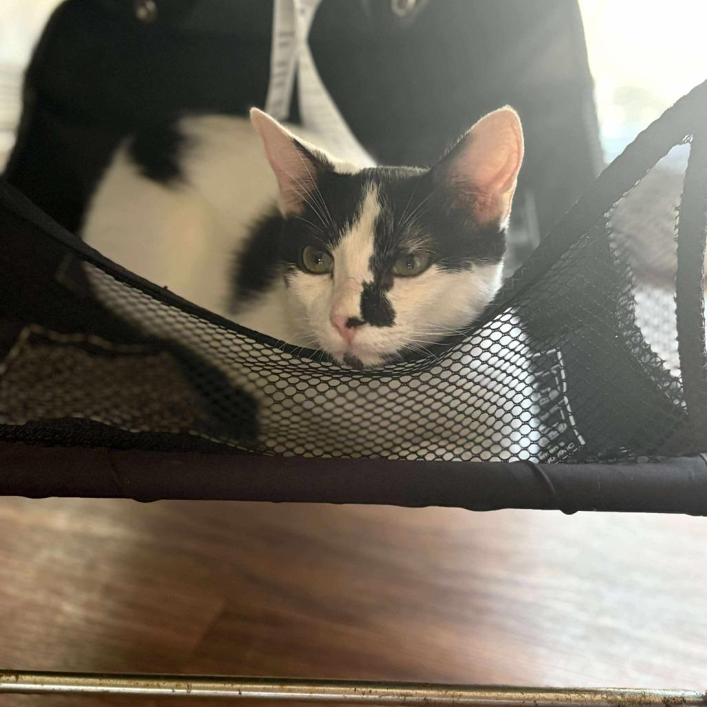 Enlarge Binx, a Adoptable Domestic Medium Hair in Garden Grove, CA image 3/4