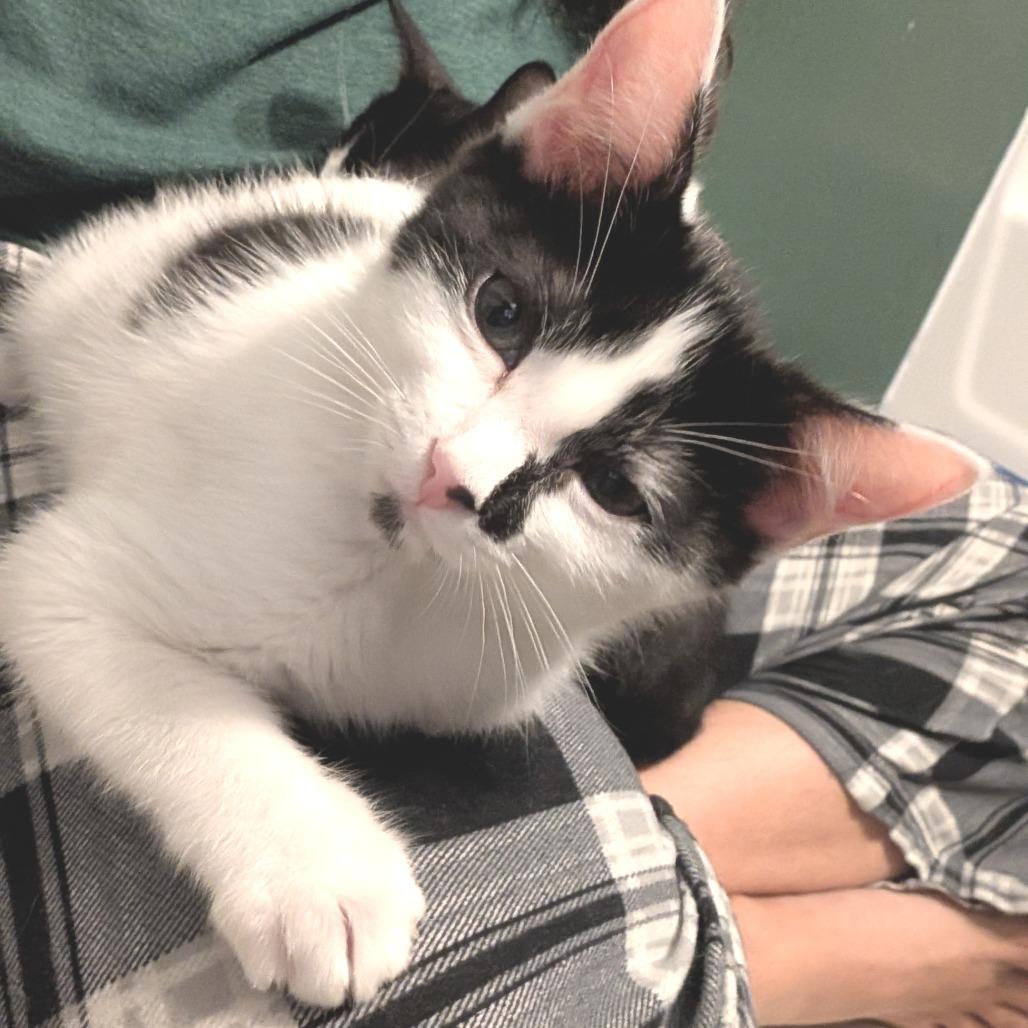 Enlarge Binx, a Adoptable Domestic Medium Hair in Garden Grove, CA image 4/4