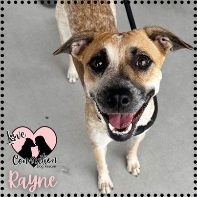 Rayne