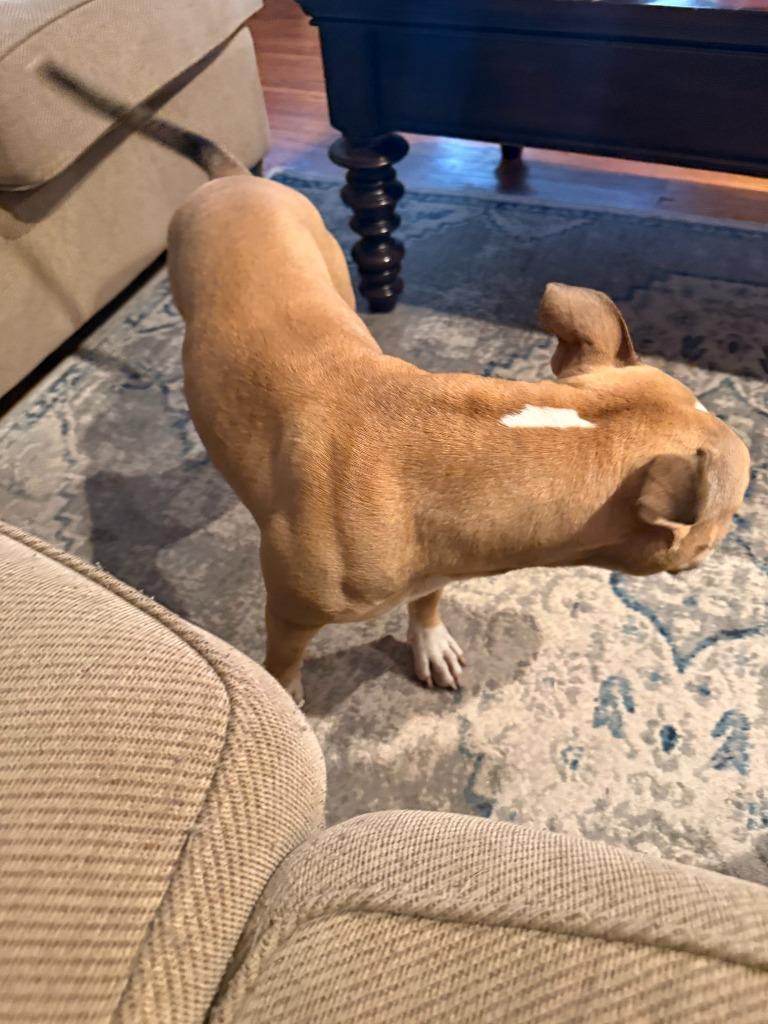 Lila, Adoptable, Young Female Pit Bull Terrier.