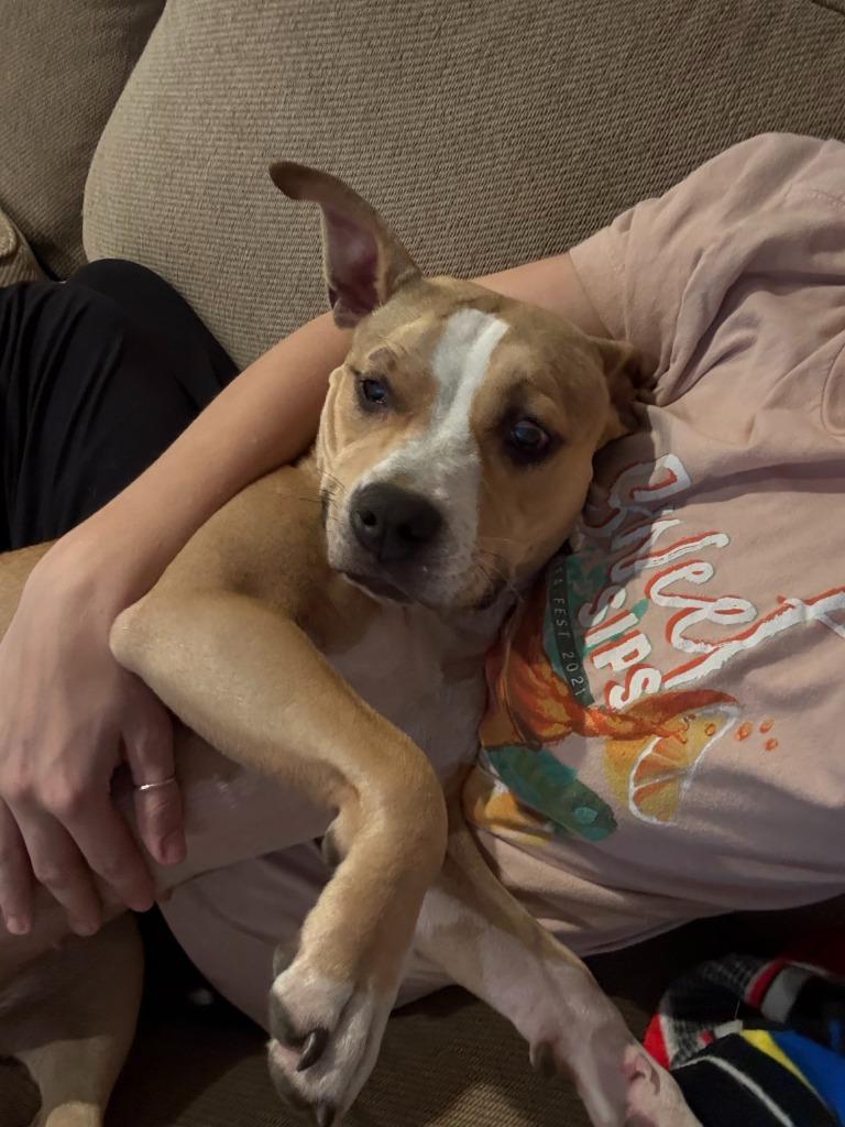 Lila, a Adoptable mixed breed in Mustang, OK image 2/3