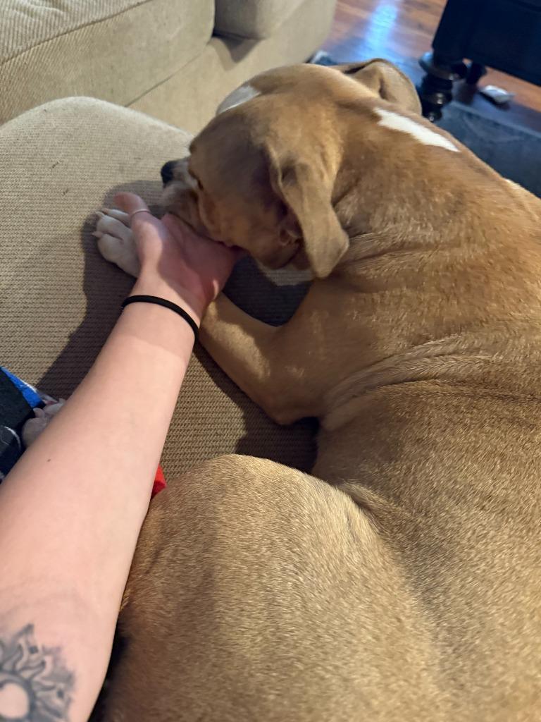 Lila, a Adoptable mixed breed in Mustang, OK image 3/3