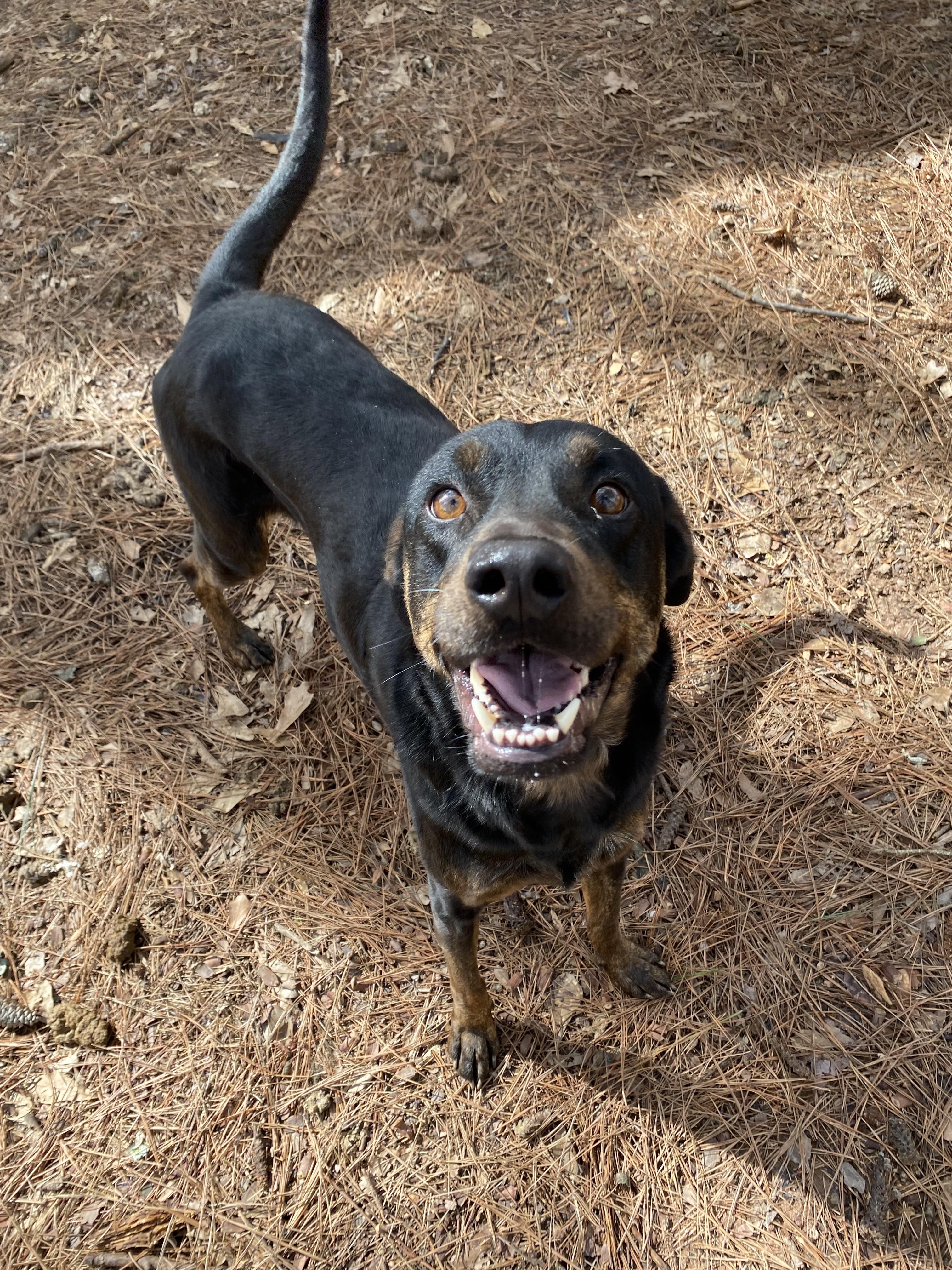 Enlarge Brandy, a Adoptable mixed breed in Marietta, GA image 1/3