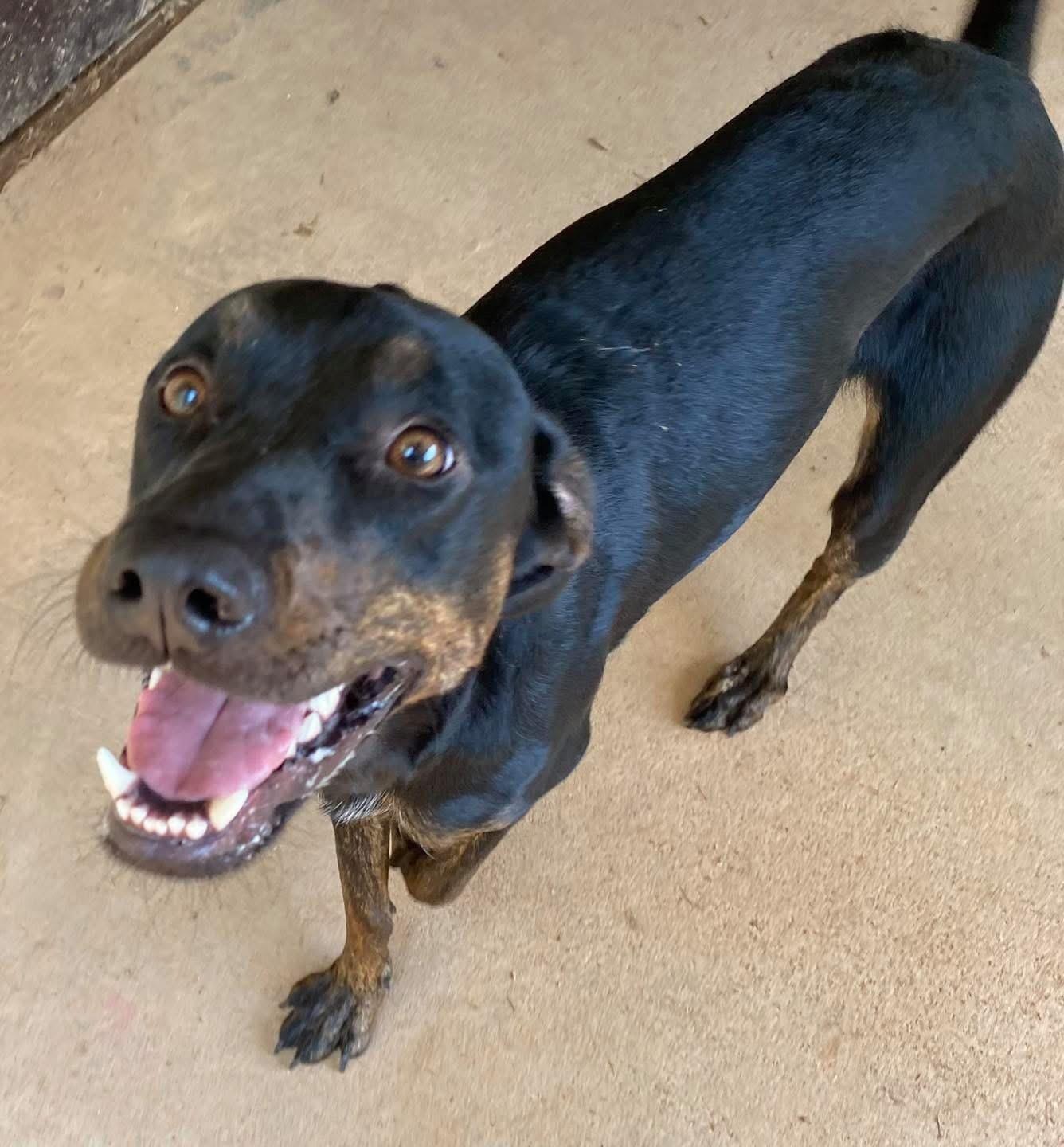 Enlarge Brandy, a Adoptable mixed breed in Marietta, GA image 2/3