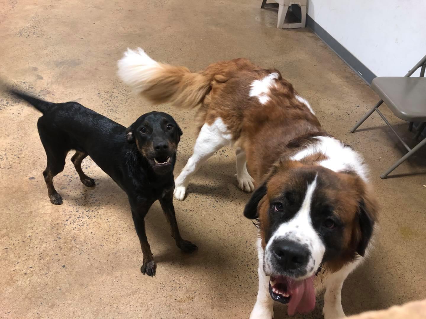 Enlarge Brandy, a Adoptable mixed breed in Marietta, GA image 3/3