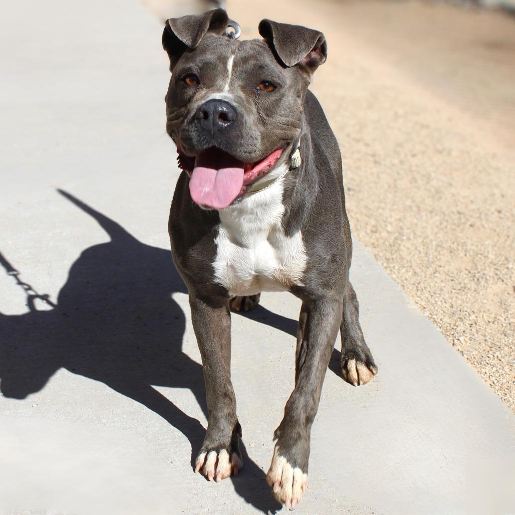 Enlarge Chloe, a Adoptable Mixed Breed in Las Cruces, NM image 1/6