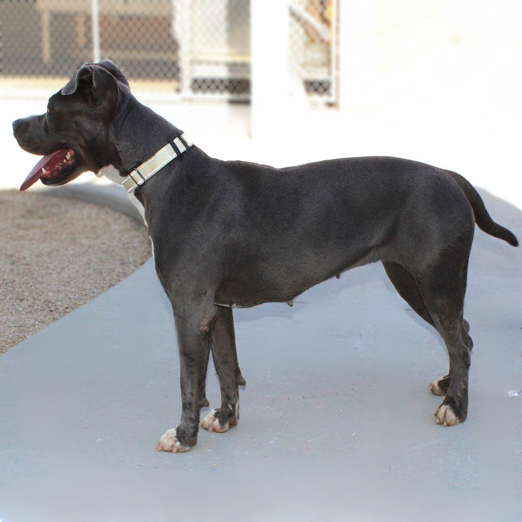 Enlarge Chloe, a Adoptable Mixed Breed in Las Cruces, NM image 2/6