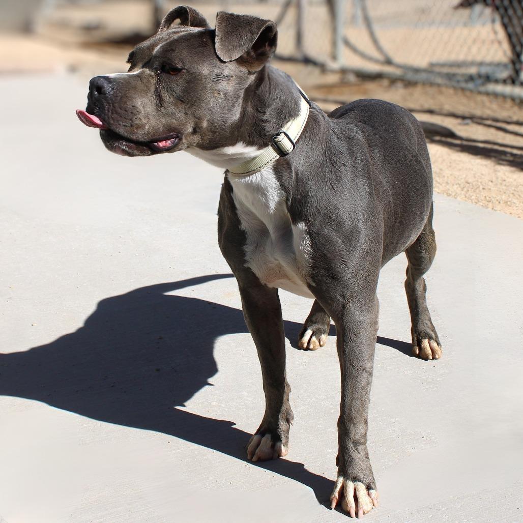 Enlarge Chloe, a Adoptable Mixed Breed in Las Cruces, NM image 3/6
