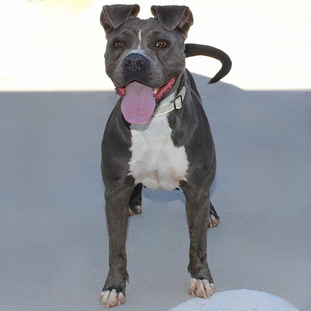 Enlarge Chloe, a Adoptable Mixed Breed in Las Cruces, NM image 4/6