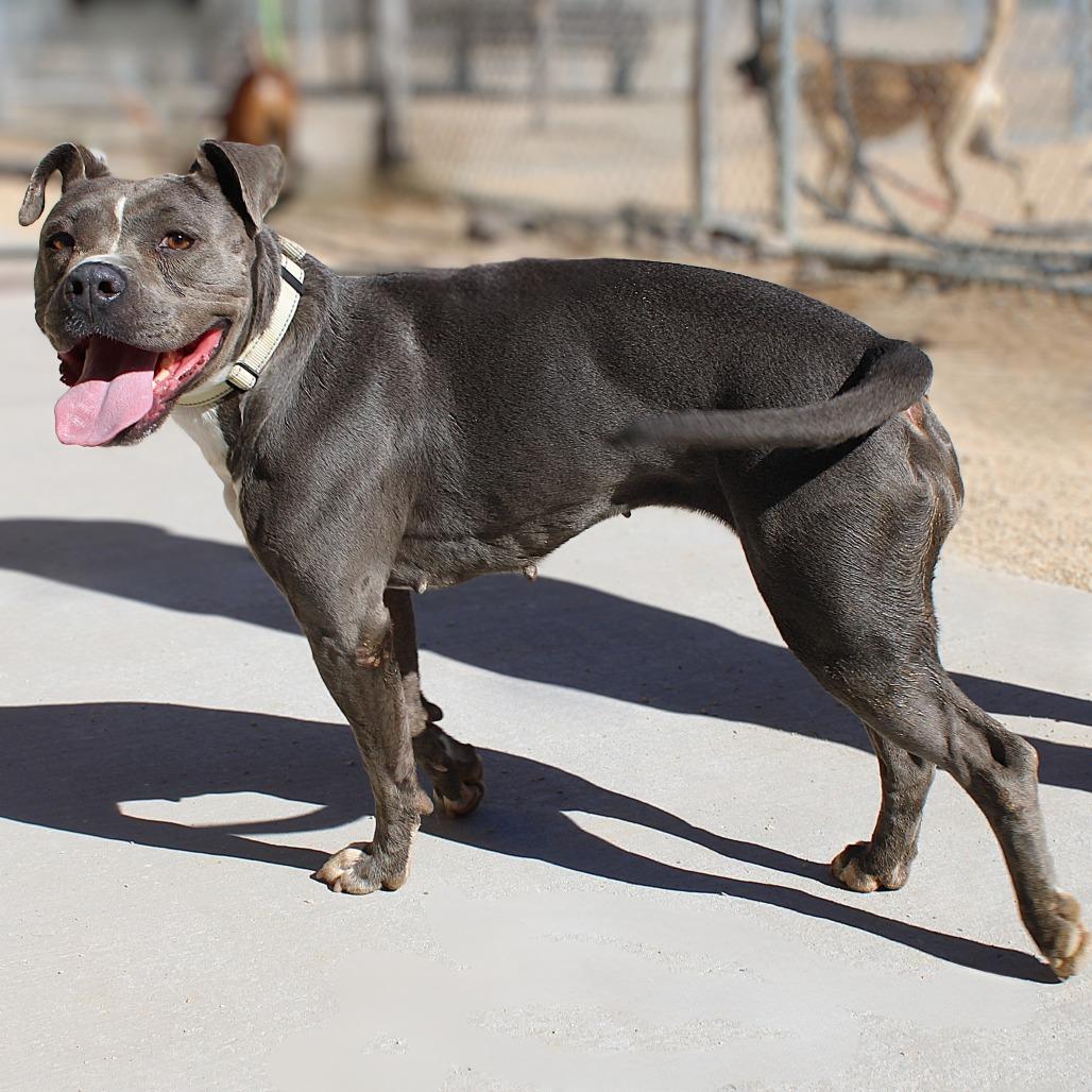 Enlarge Chloe, a Adoptable Mixed Breed in Las Cruces, NM image 5/6