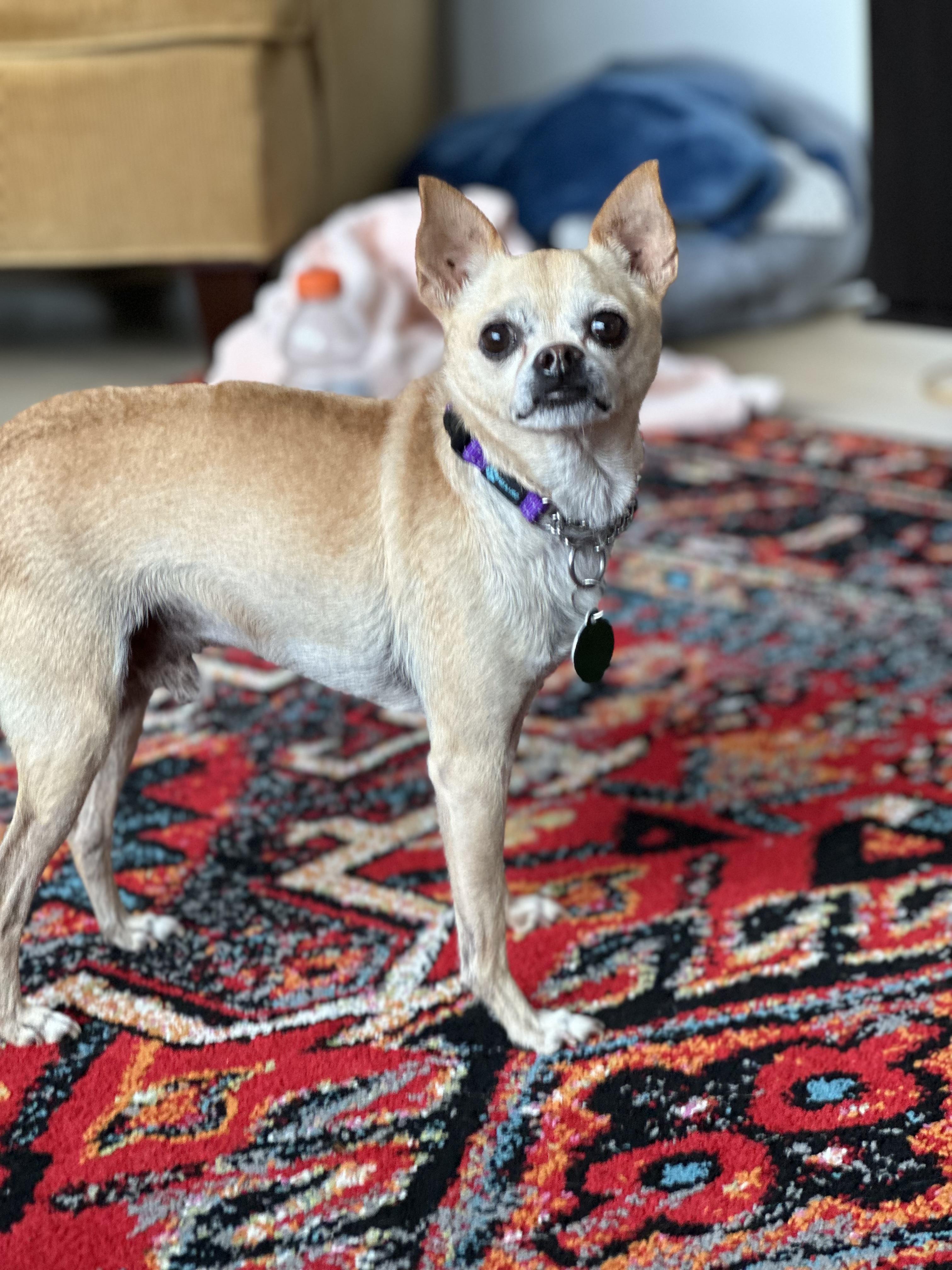 Max, Adopted, Adult Male Chihuahua.