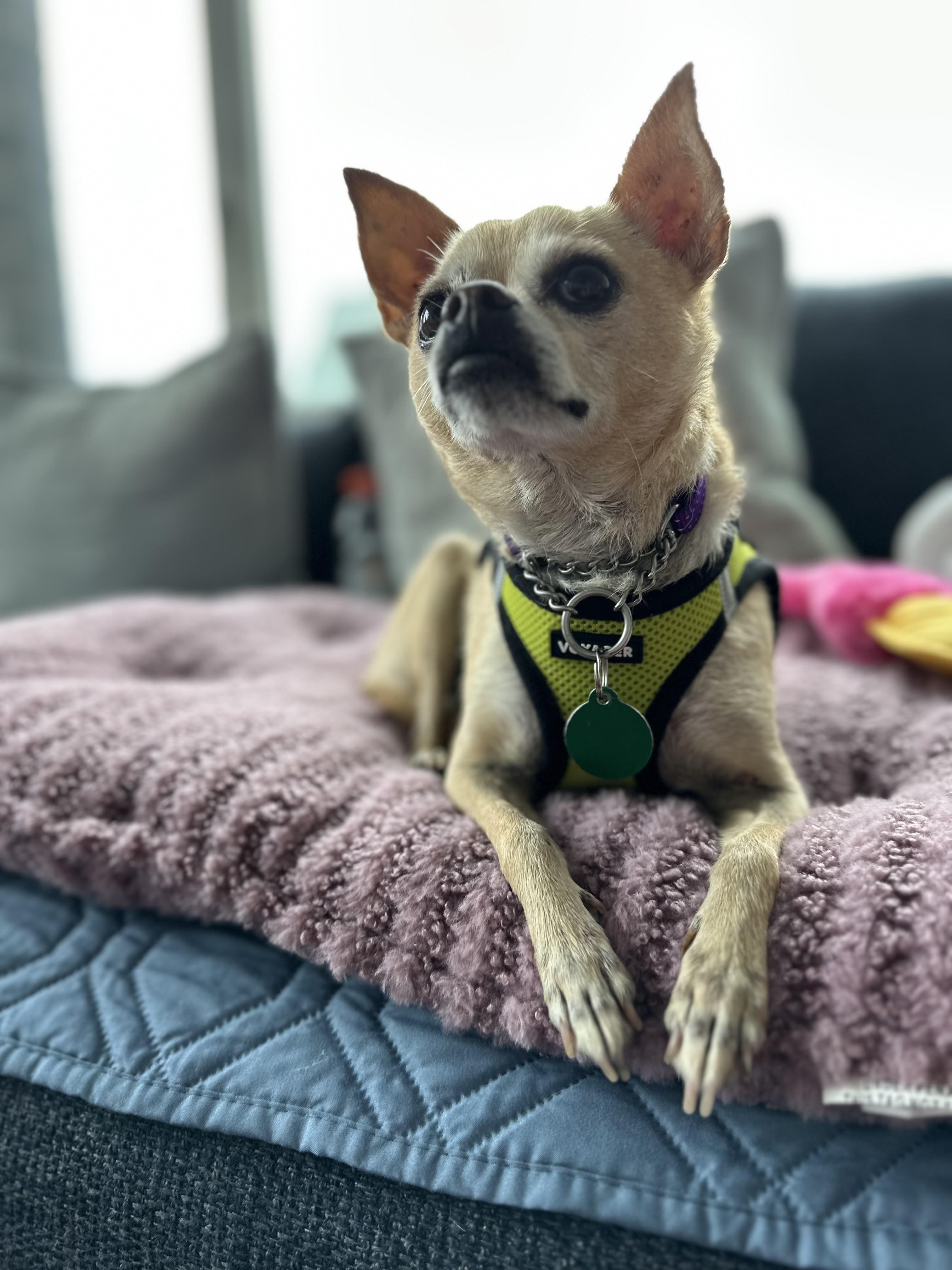Enlarge Max, a Adopted mixed breed in Brooklyn, NY image 5/6