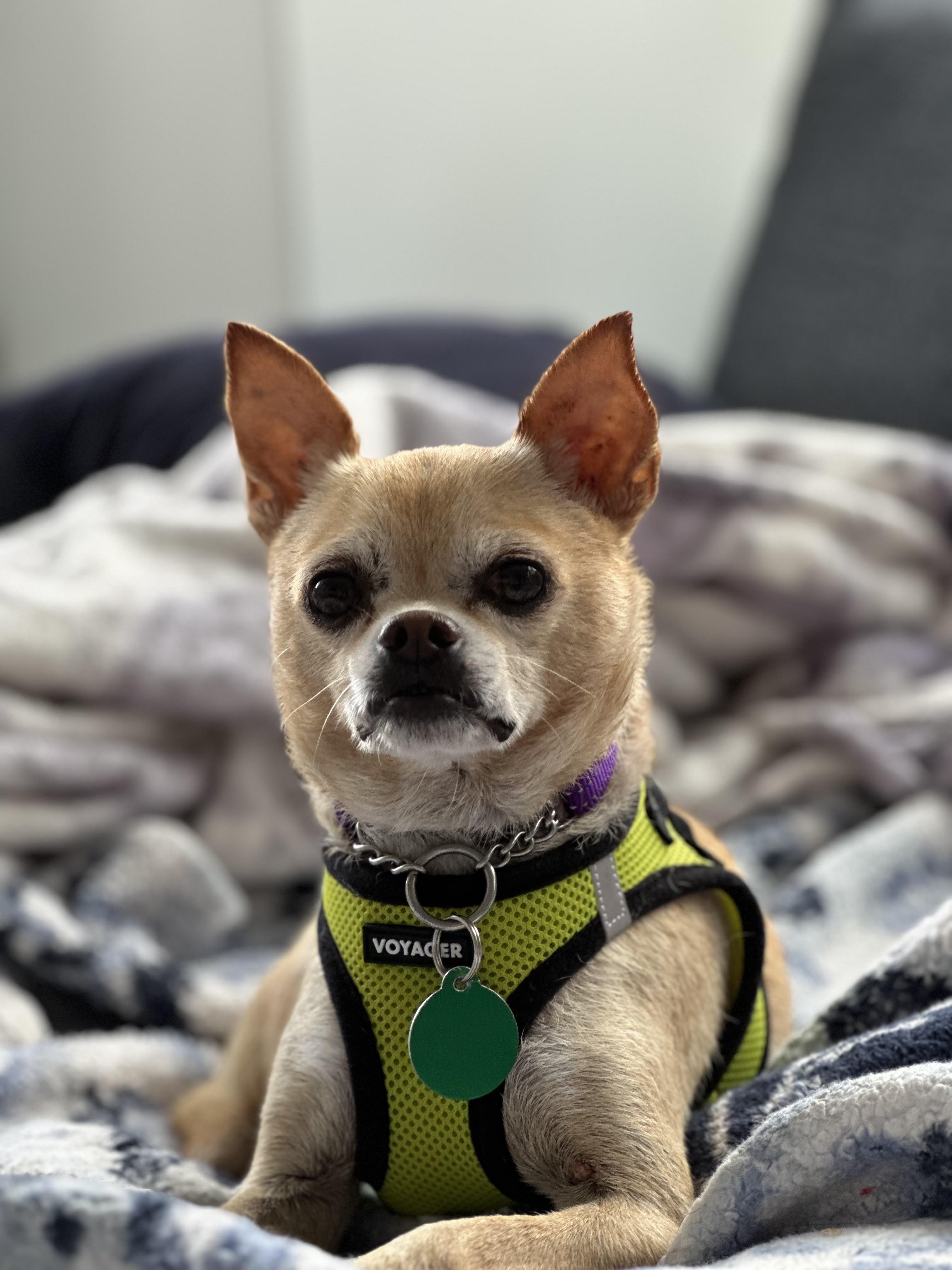 Enlarge Max, a Adopted mixed breed in Brooklyn, NY image 6/6