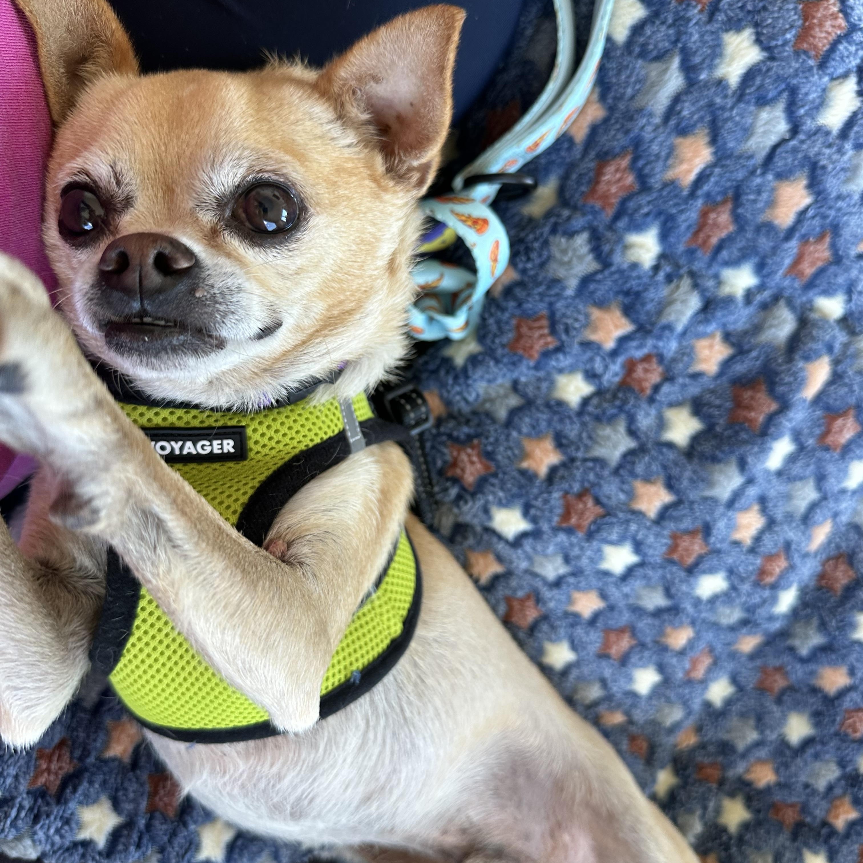 Enlarge Max, a Adopted mixed breed in Brooklyn, NY image 2/6