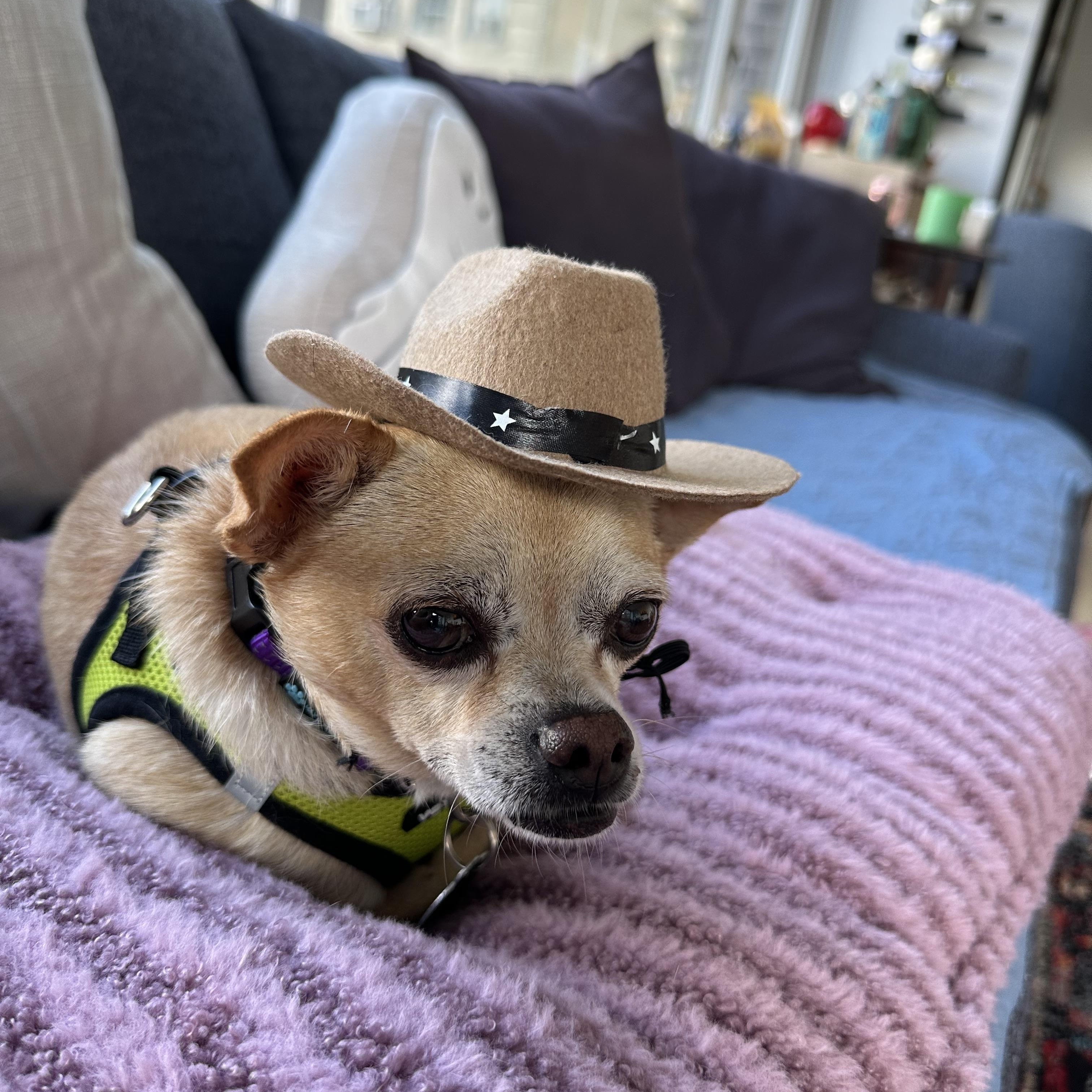 Enlarge Max, a Adopted mixed breed in Brooklyn, NY image 4/6