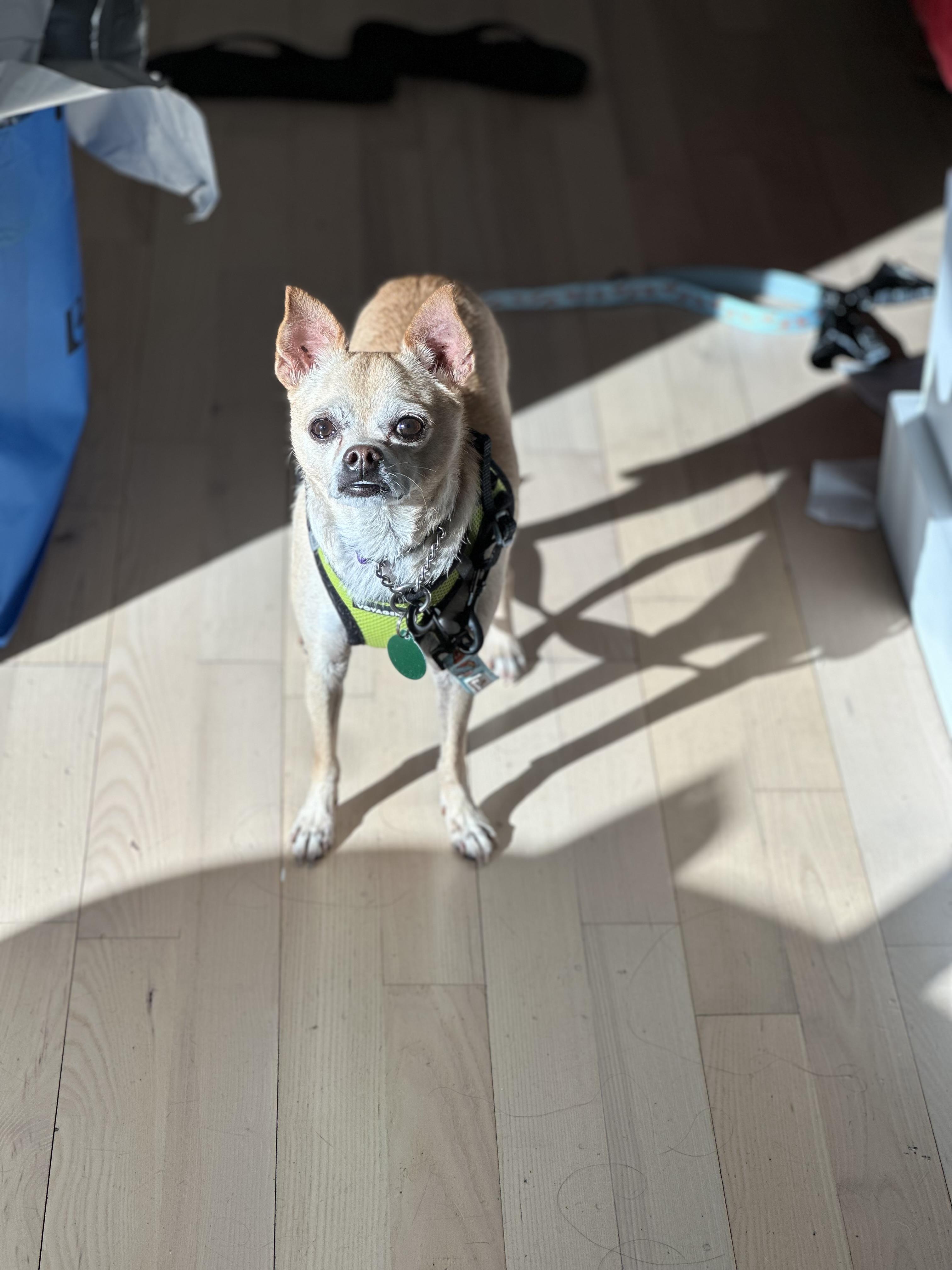 Enlarge Max, a Adopted mixed breed in Brooklyn, NY image 3/6