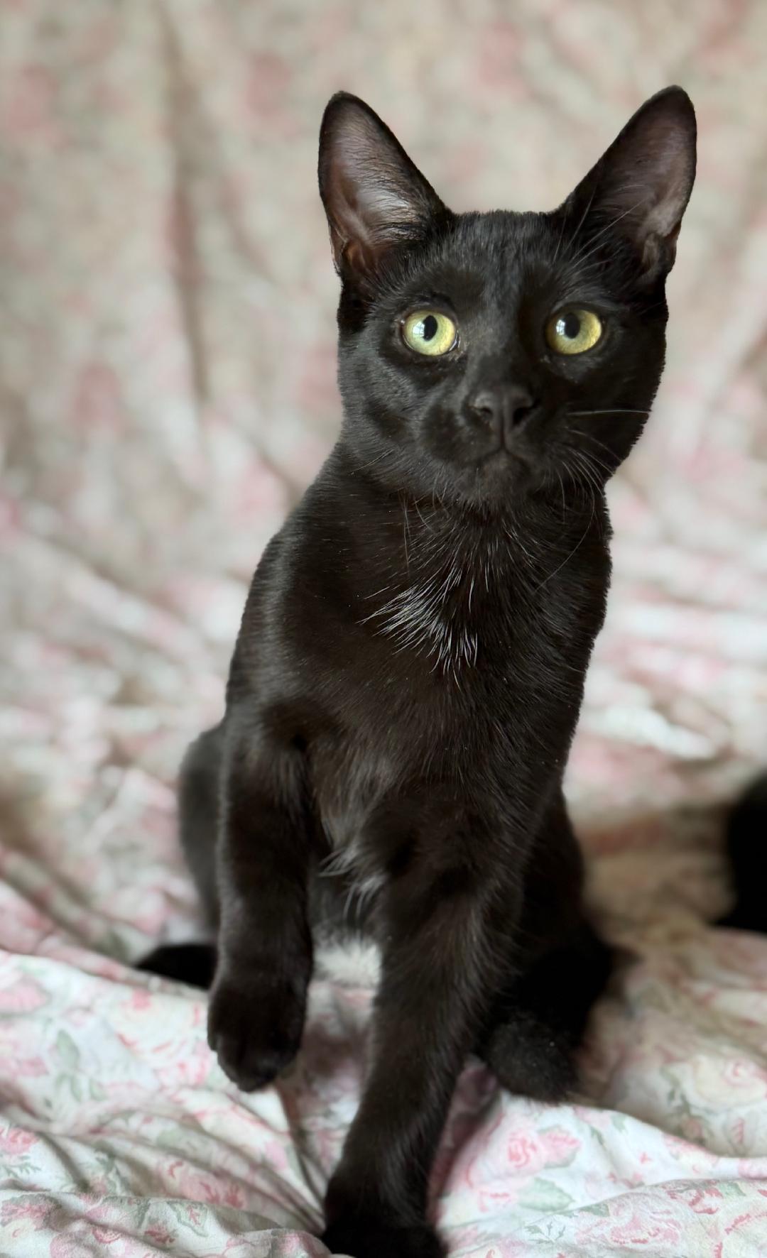 JJ (bonded with Derrick), Adoptable, Kitten Male Domestic Short Hair.
