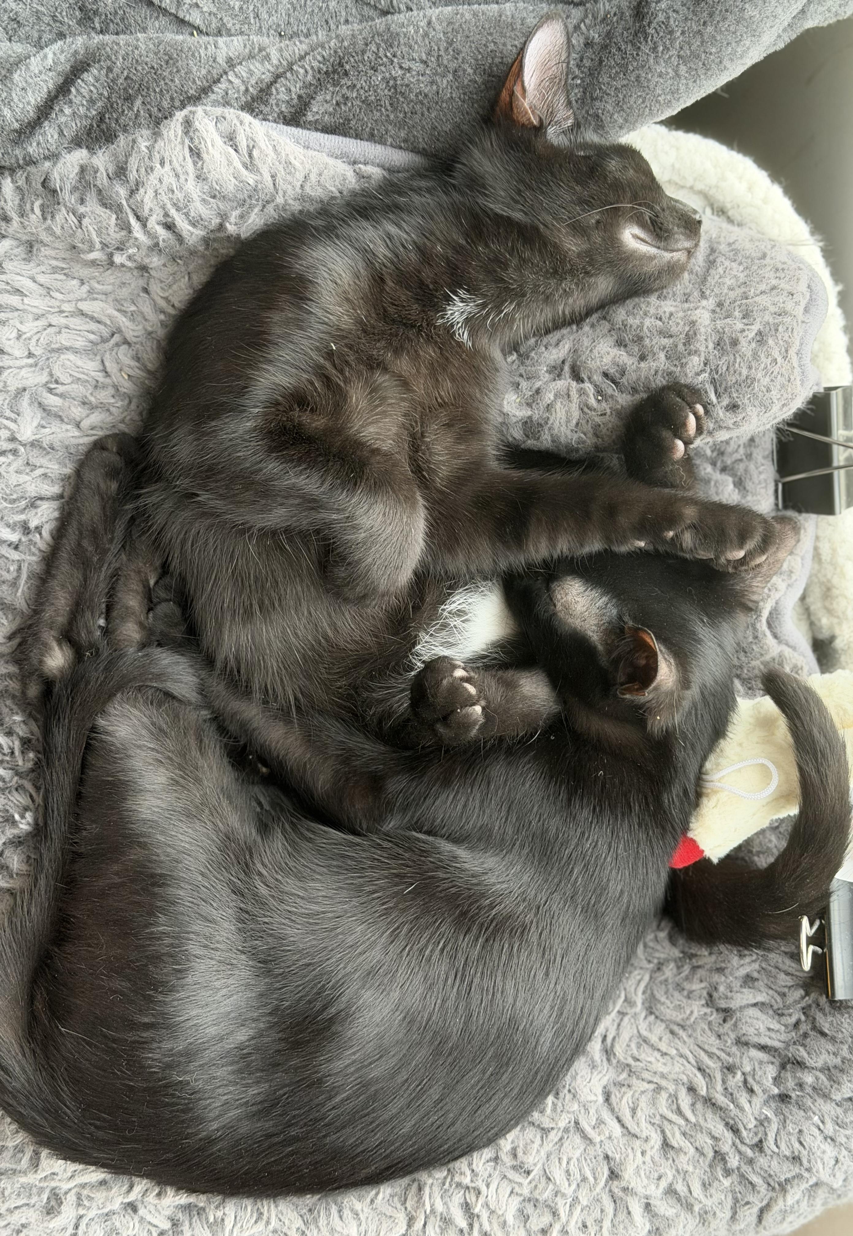 Enlarge JJ (bonded with Derrick), a Adoptable Domestic Short Hair in Johnsburg, IL image 4/6