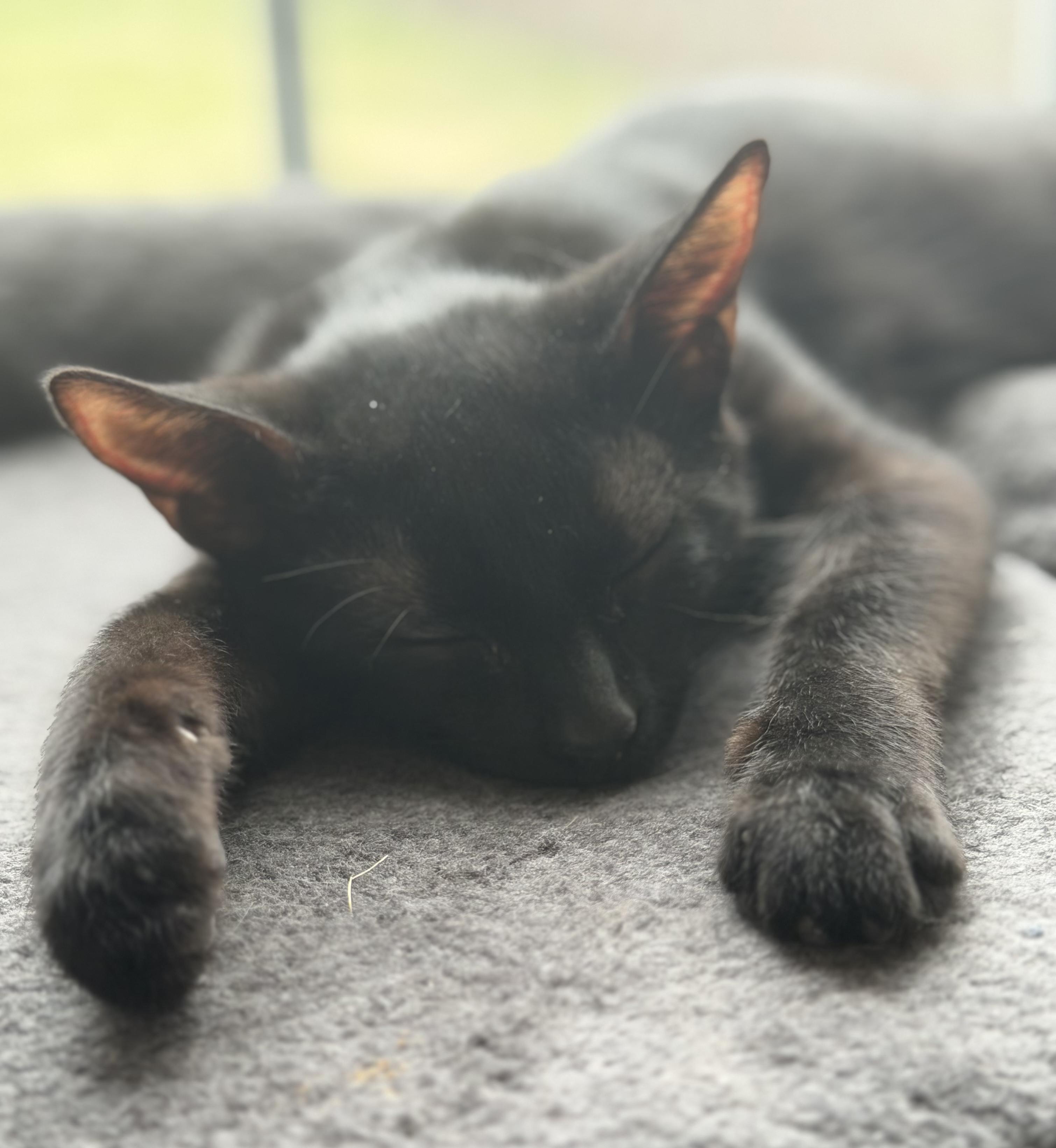 Enlarge JJ (bonded with Derrick), a Adoptable Domestic Short Hair in Johnsburg, IL image 2/6