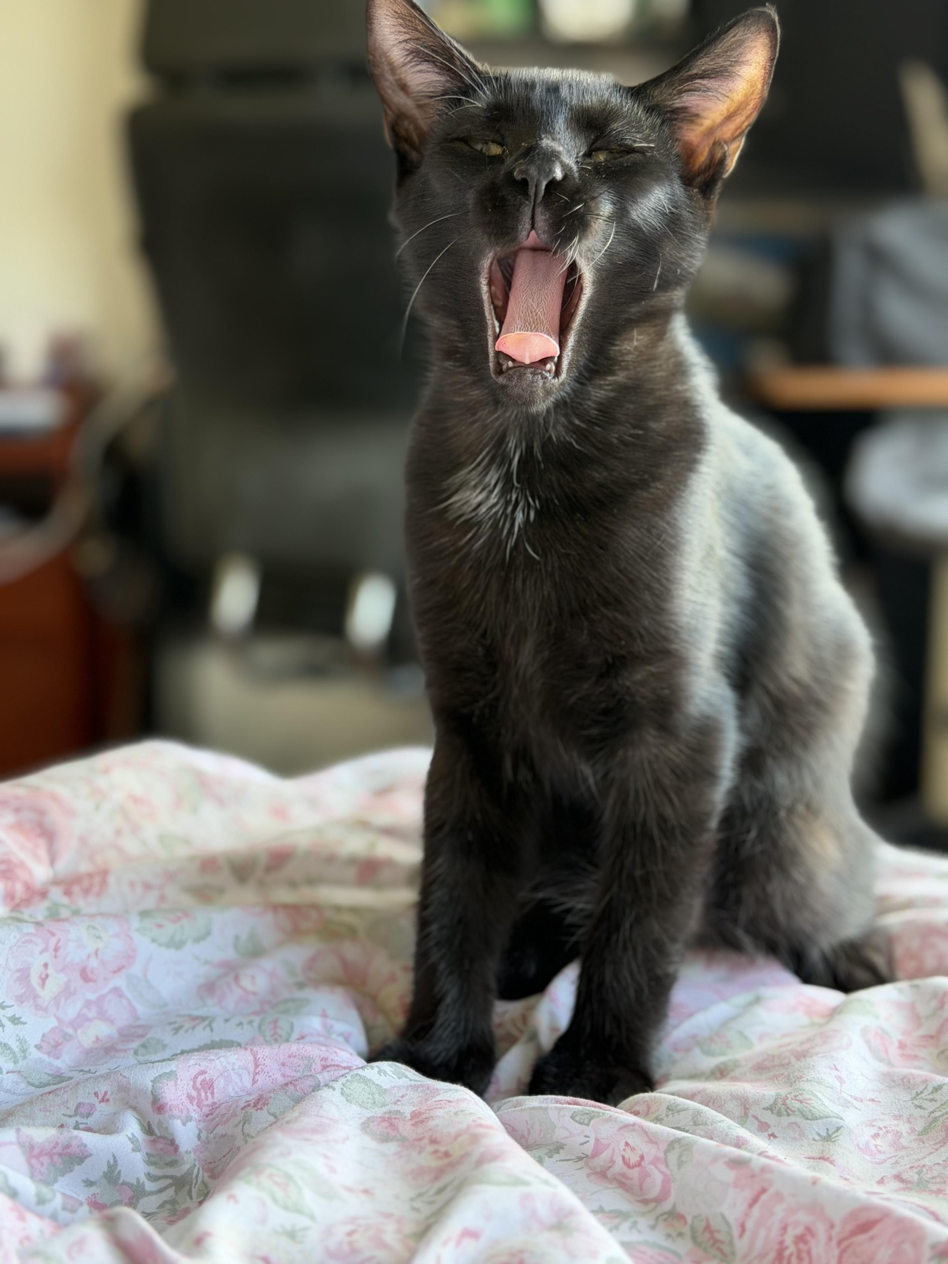 Enlarge JJ (bonded with Derrick), a Adoptable Domestic Short Hair in Johnsburg, IL image 5/6