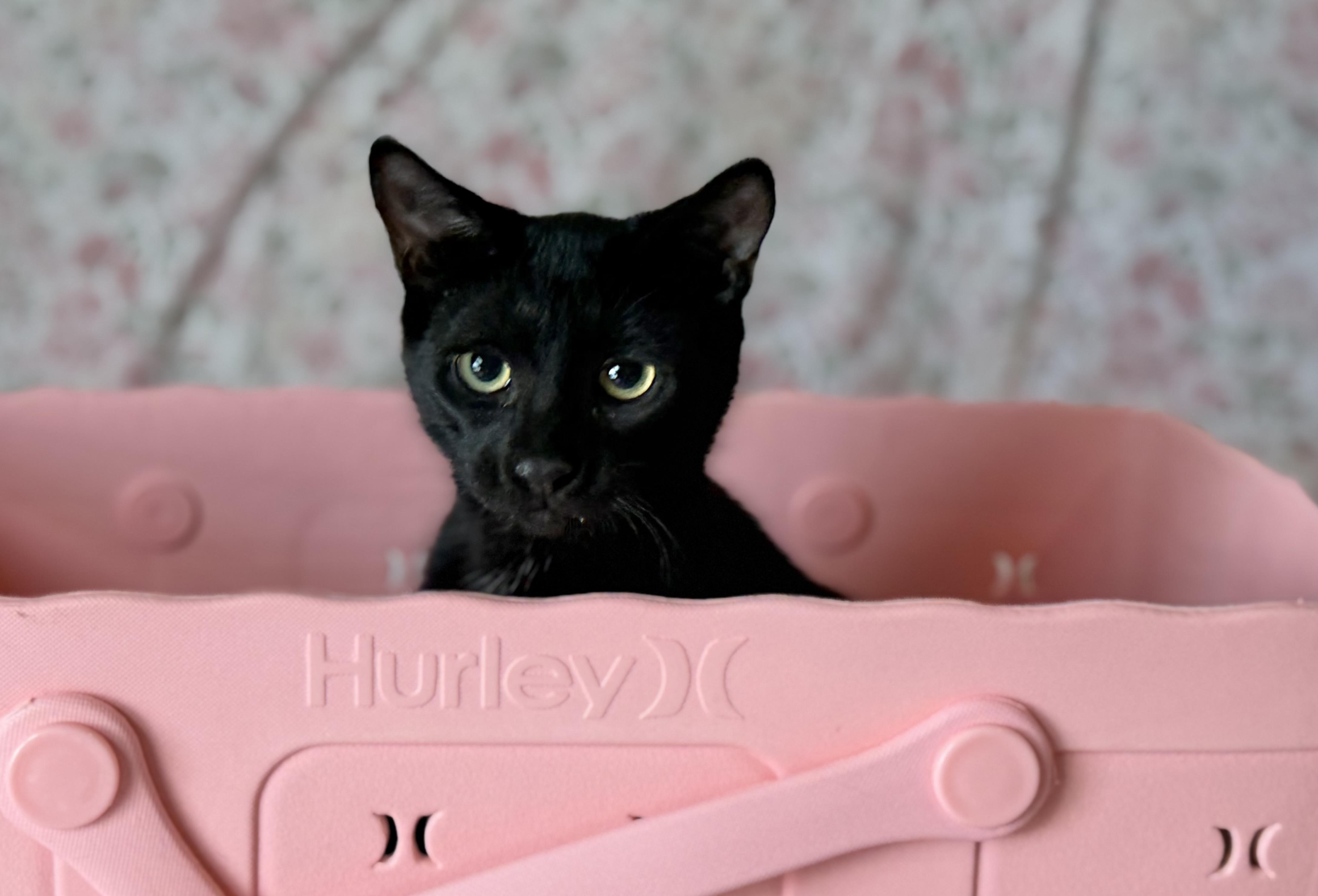 Enlarge JJ (bonded with Derrick), a Adoptable Domestic Short Hair in Johnsburg, IL image 3/6